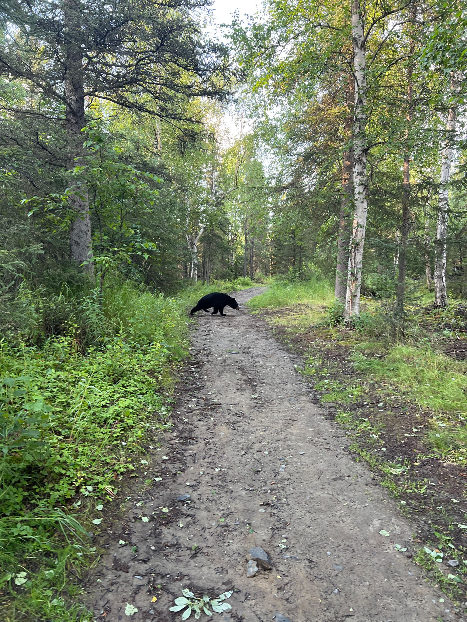 A black bear walks on a dirt path through a sunlit forest. - Viewpoint Trail – Abbott Multi-Use Trail loop from Far North Bicentennial Park
