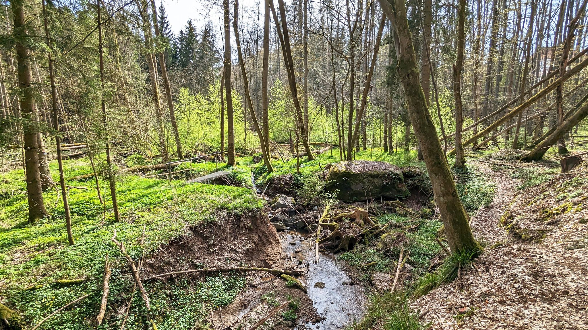 Urwaldähnlich geht es durch den Zigeunergraben