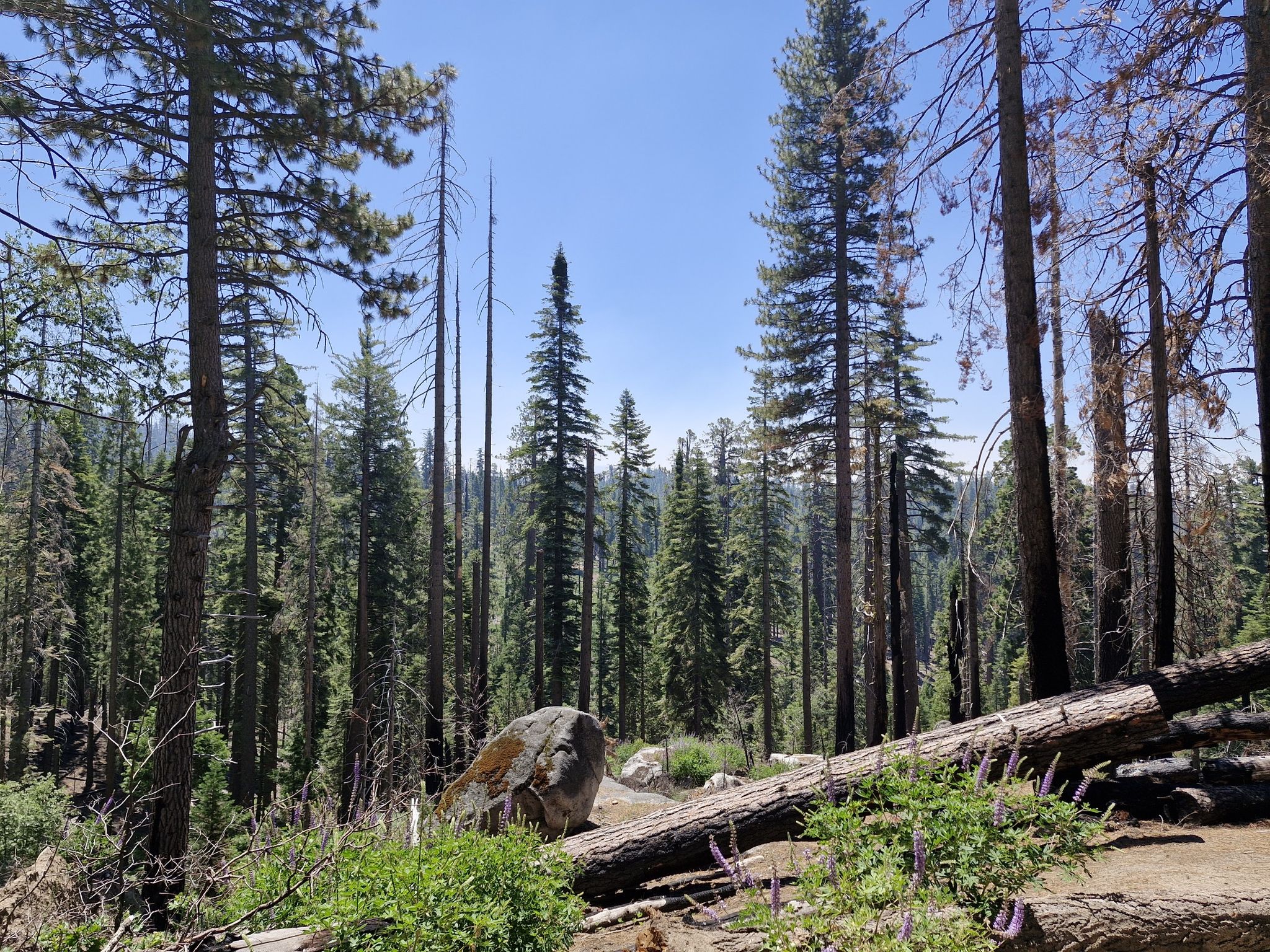 Forest with tall pine trees, fallen logs, and a large boulder under a clear sky. - Grizzly Giant Loop Trail
