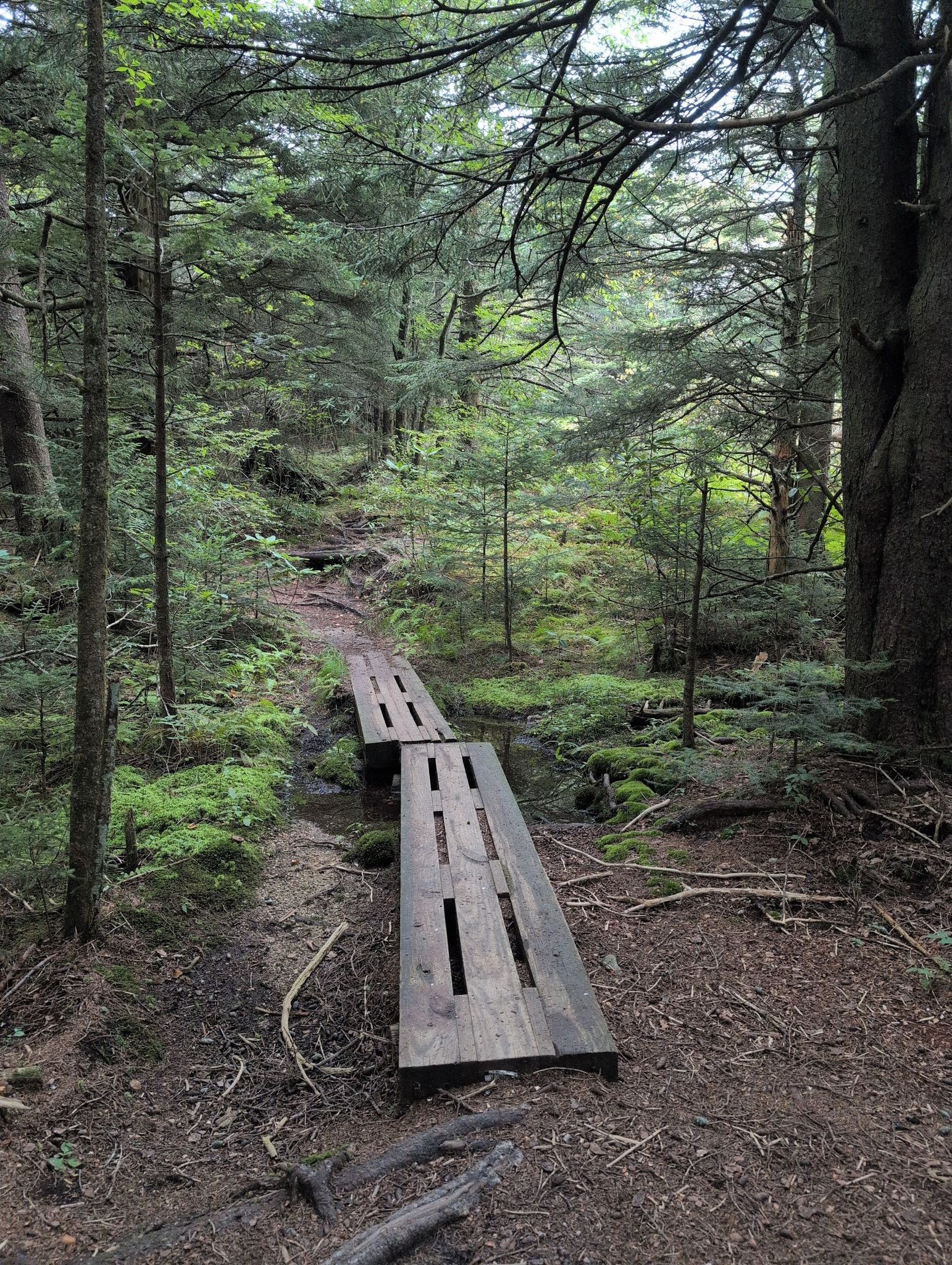 Wooden boardwalk path through a lush, mossy forest with tall trees. - Hiking loop from View Devils Courthouse (MP 422.4)