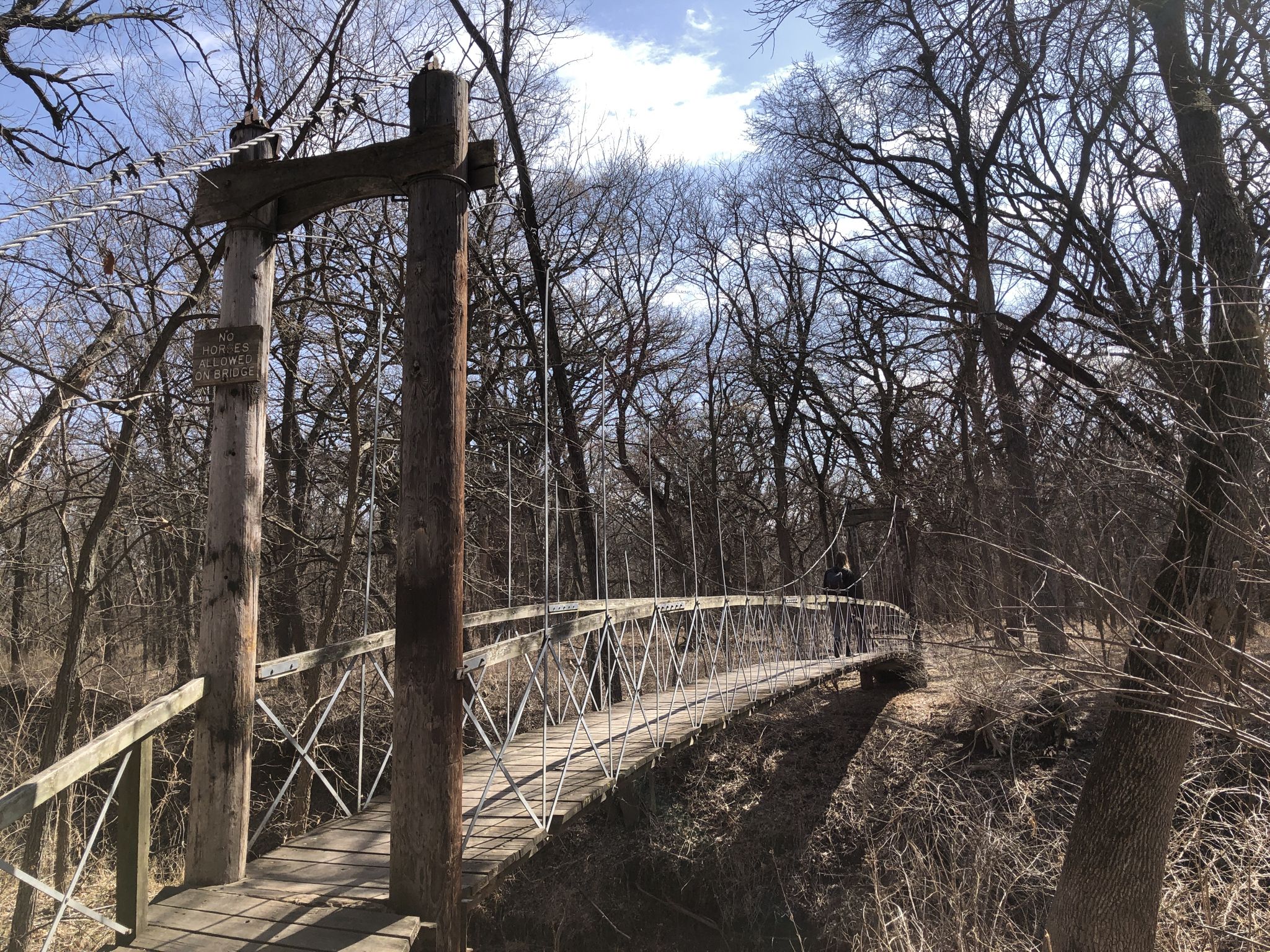 A person walks across a wooden suspension bridge in a sunny, bare forest. - Suspension bridge – Wilderness Park Horse Trail loop from Lincoln Southwest High School
