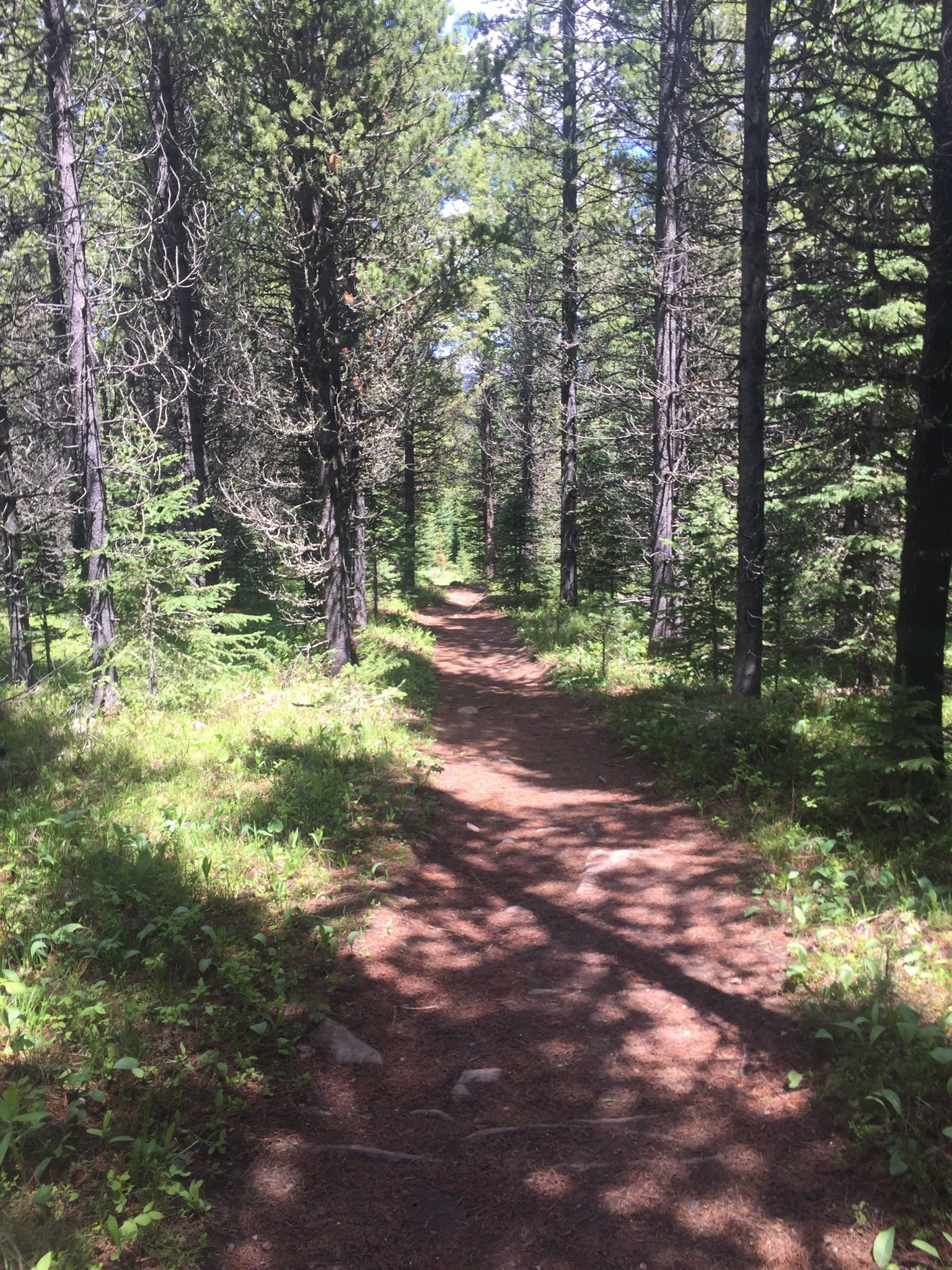 A sun-dappled dirt path winds through a dense, tall evergreen forest. - Blackmore Lake Trail
