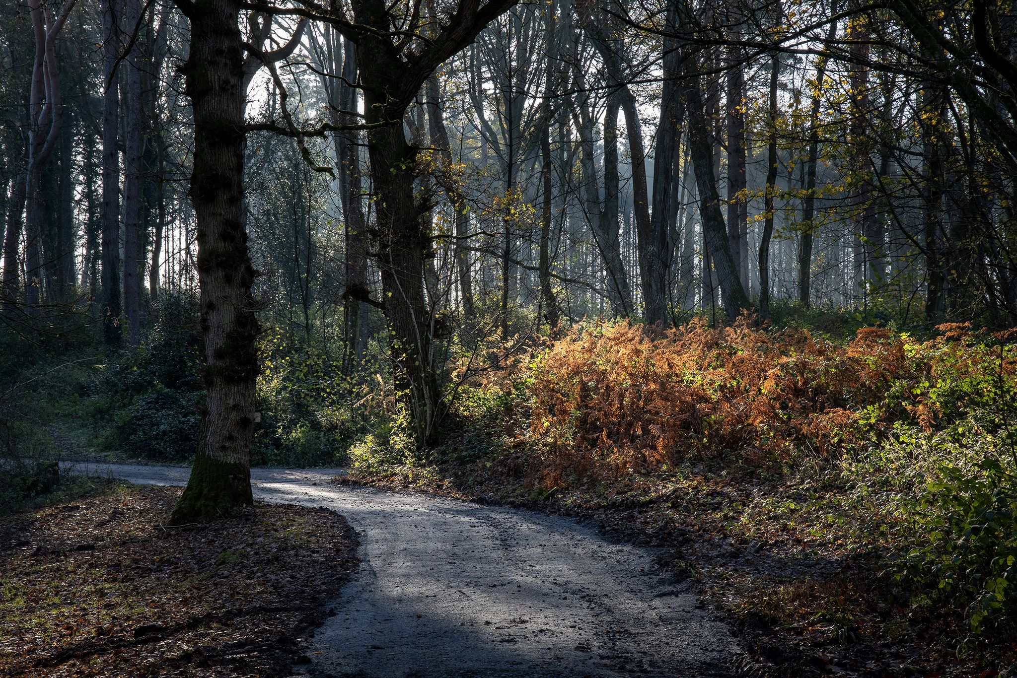 In Yatton Wood on Perrystone Hill