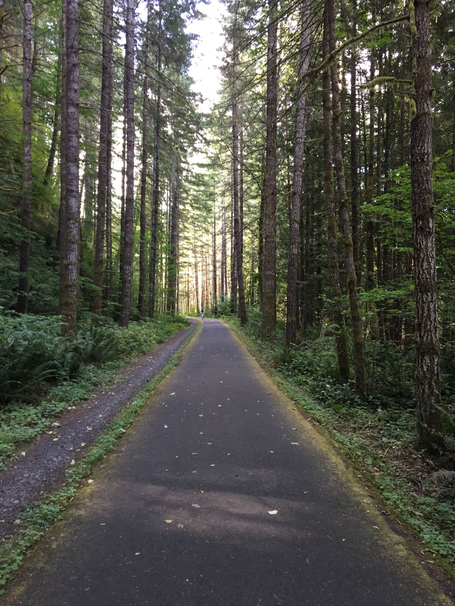 Paved path through a dense, tall pine forest, bright light ahead. - Banks Vernonia State Trail – Banks-Vernonia State Trail loop from Vernonia