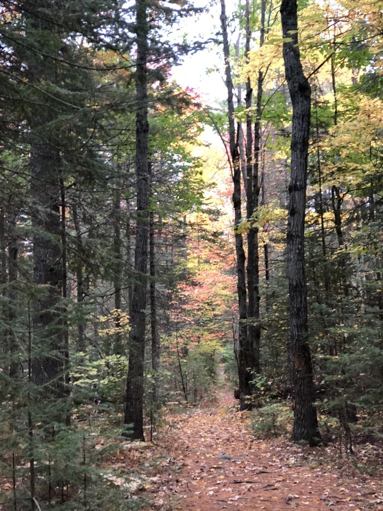 Forest path covered in autumn leaves, with tall trees and dappled sunlight. - Roland F. Perry City Forest loop from Northeast Penjajawoc Preserve