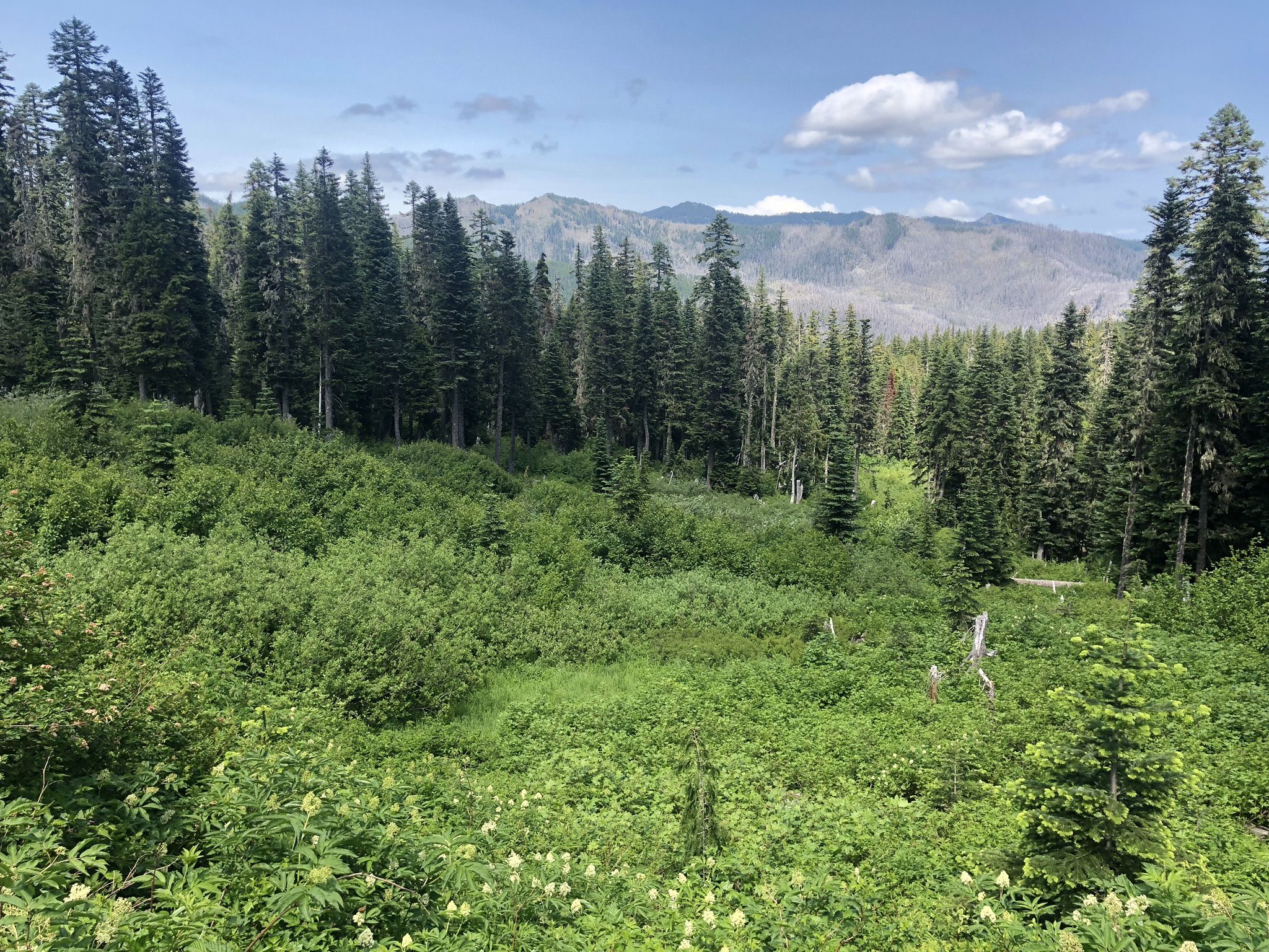 Lush green valley with dense forest under a bright, cloudy sky. - Battle Ax Mountain Loop