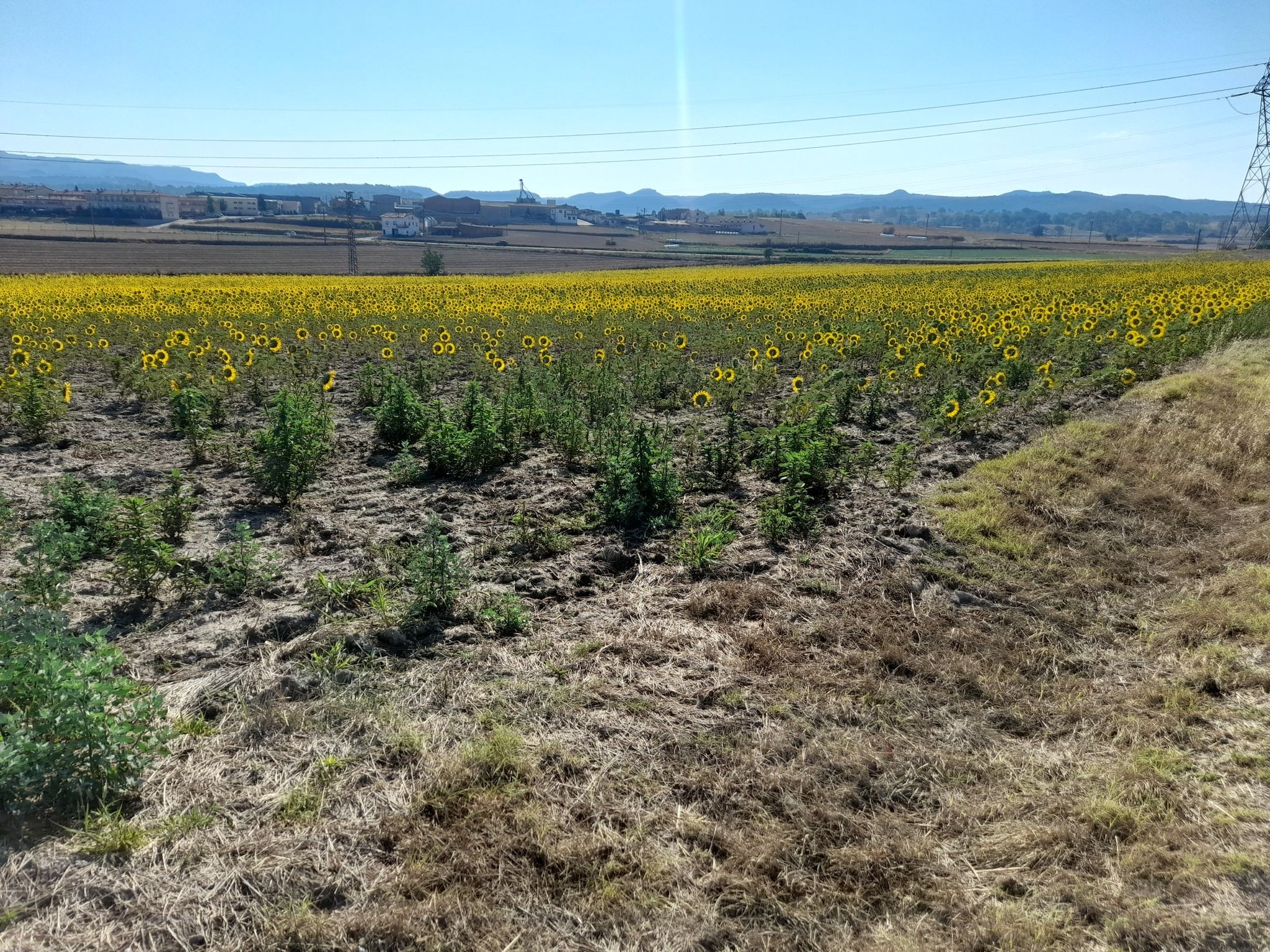 girasols