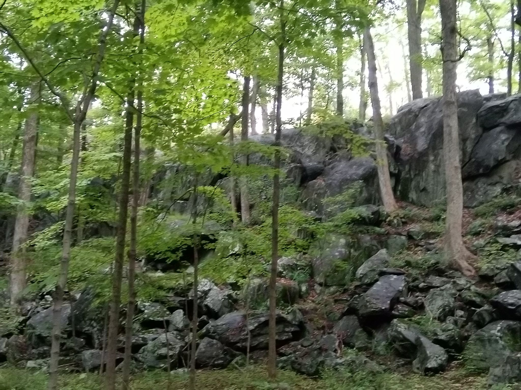 Dense forest with tall trees and a large rocky outcrop, dappled light. - Turkey Mountain Trail loop