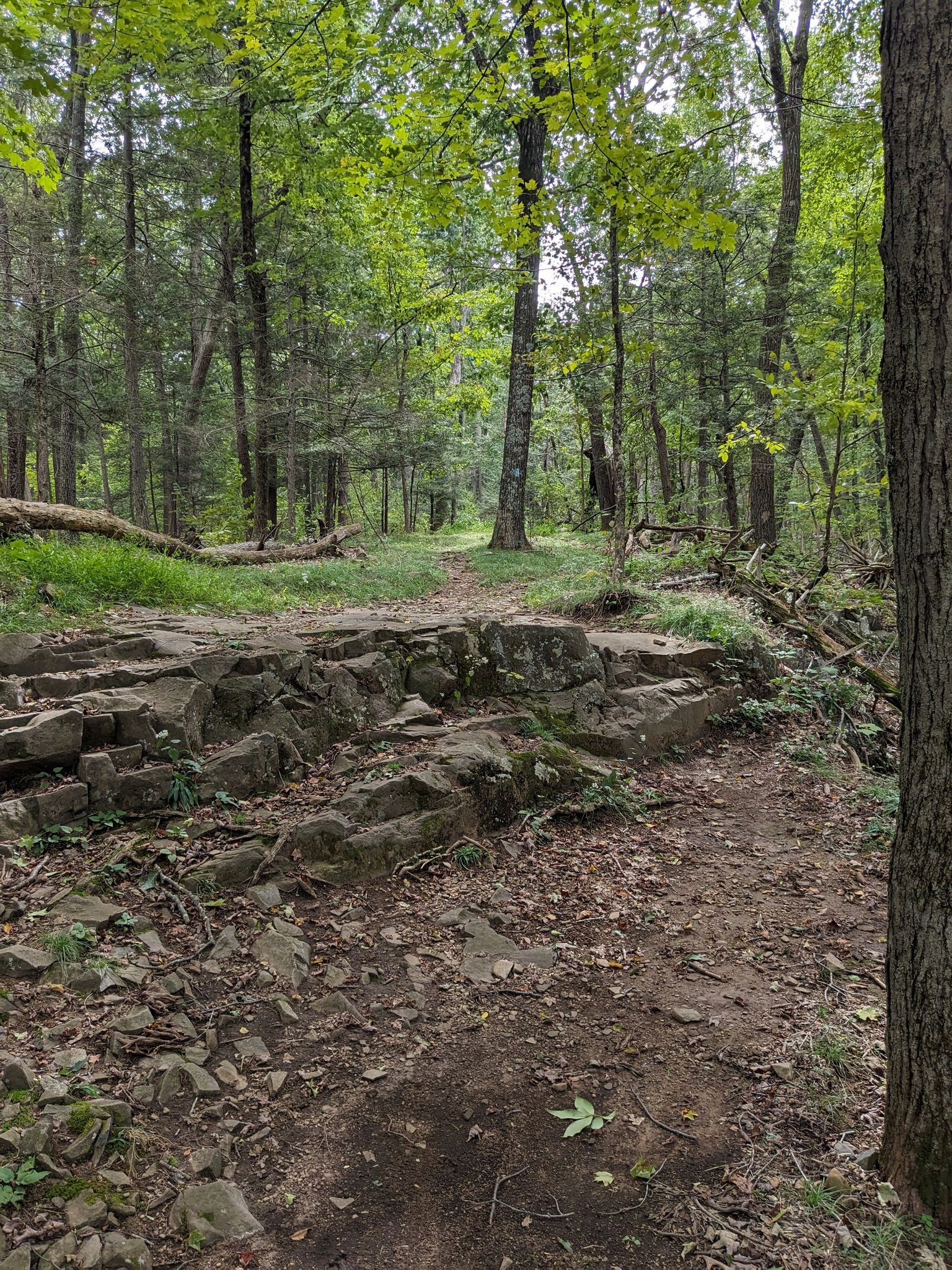Rocky and earthy forest path winding through green trees on a cloudy day. - Killkenny Rock and Metacomet Reservoir Loop
