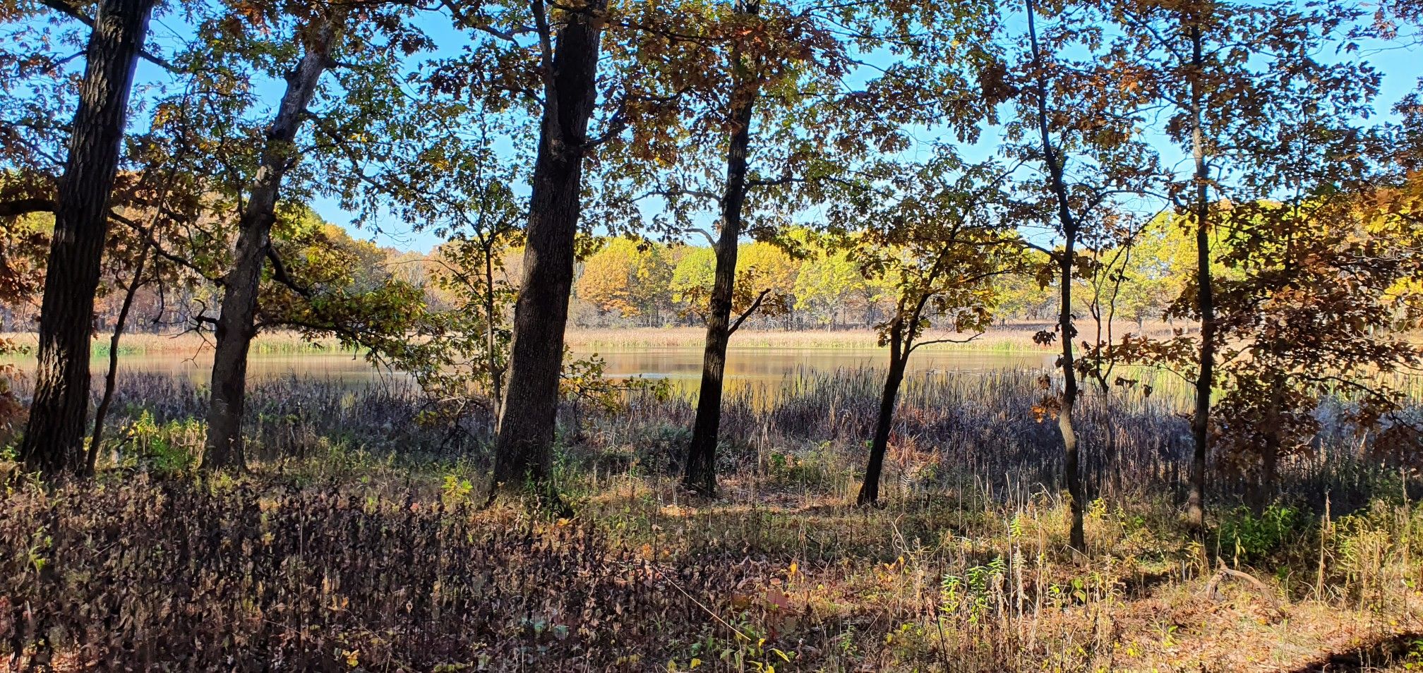 Bare trees frame a pond and colorful autumn foliage under a clear sky. - Orange, Yellow, and Brown Loop