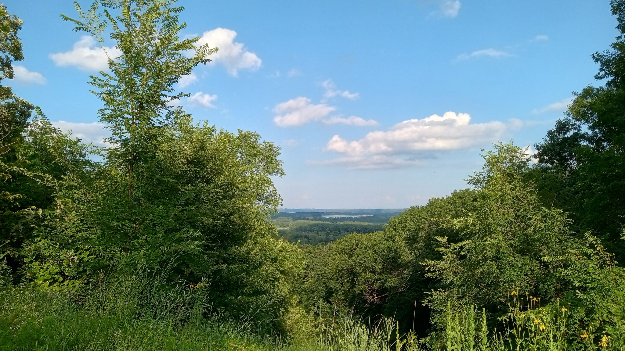 Expansive view of a green forested valley under a bright, cloudy blue sky. - Pine Bend Bluff SNA – View of the Mississippi River loop from Inver Grove Heights