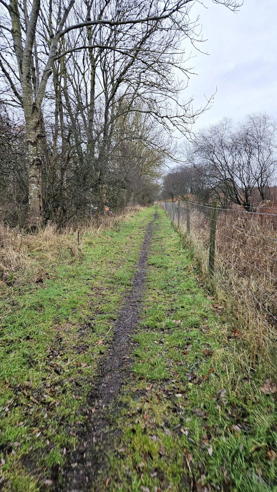 grassy path