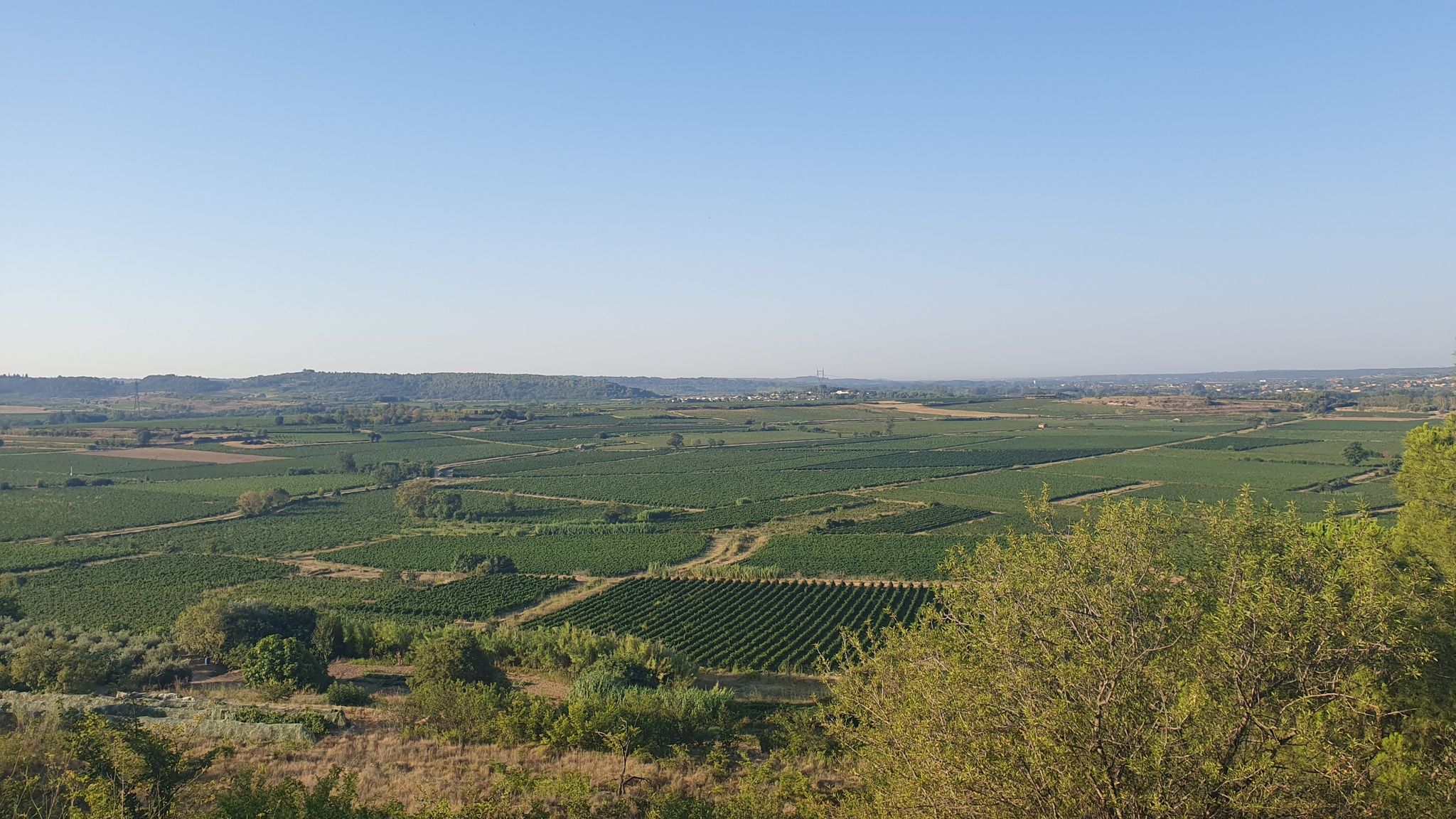 vineyards galore..