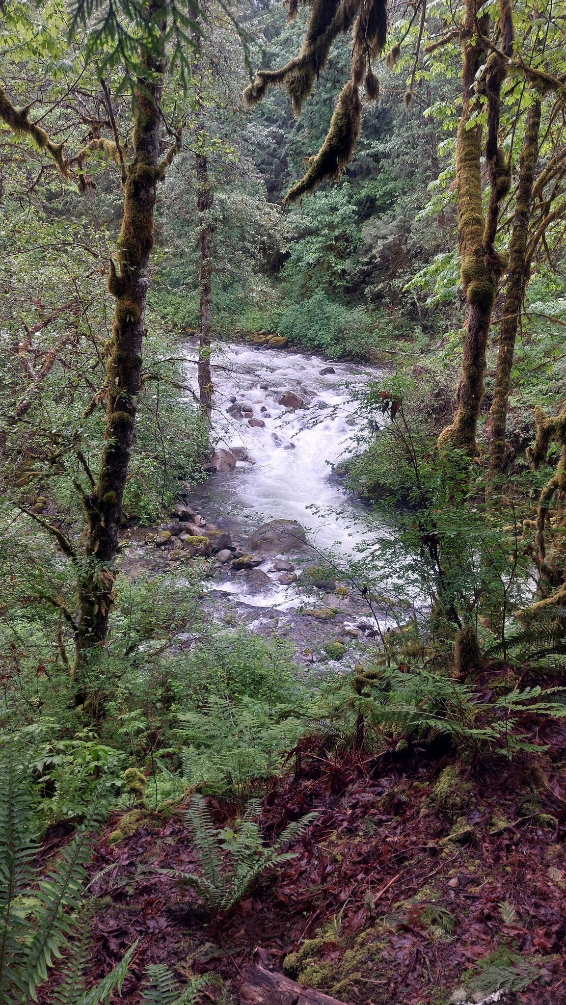 A rocky river winds through a dense forest with moss-covered trees. - Wallace Falls State Park – Start of the Woody Trail loop from Gold Bar