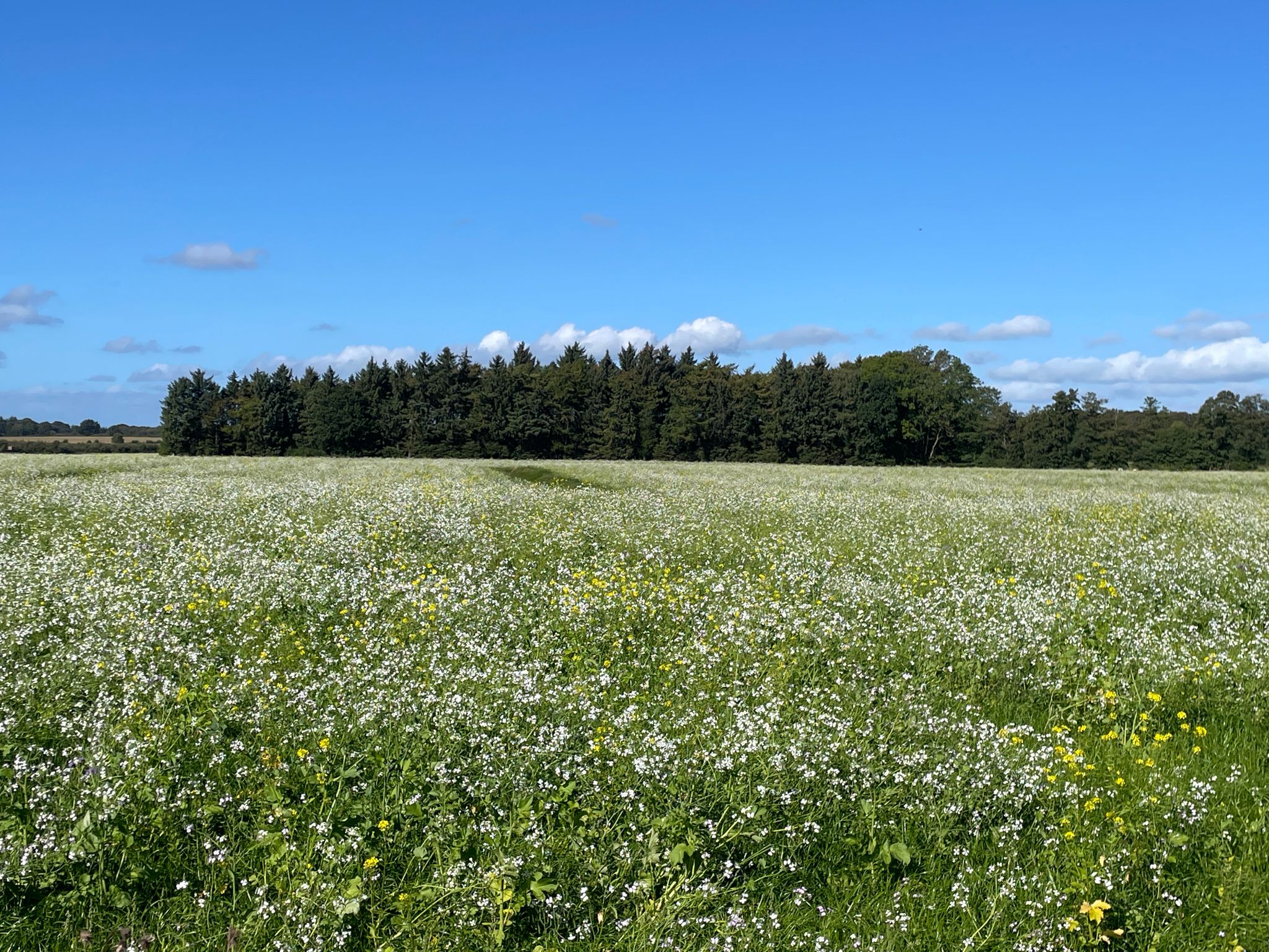 Blütenpracht Ende September