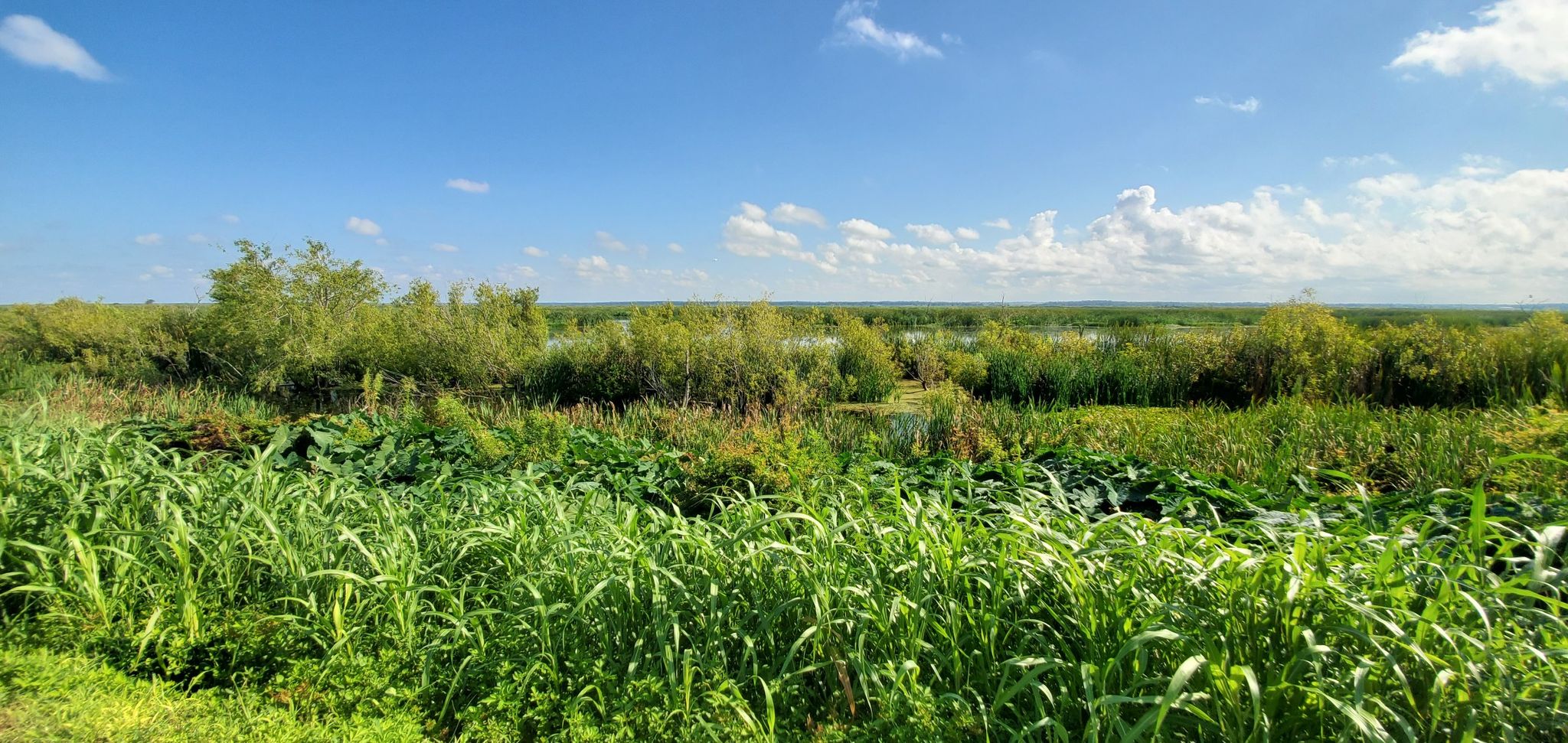 A wide view of a lush green marshland under a bright blue sky. - West Orange and Lake Apopka Trail Loop