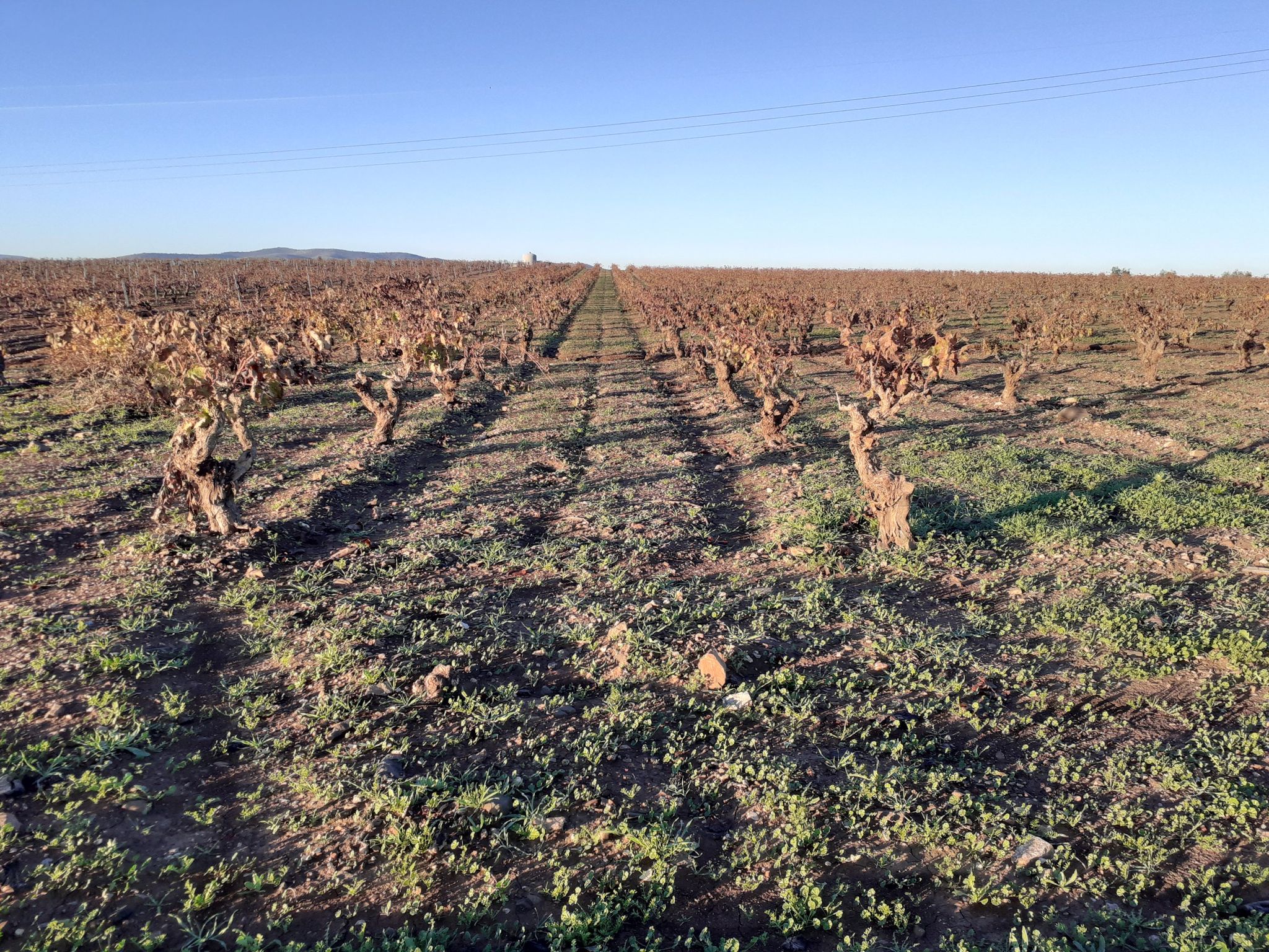 Viñas, cultivo.de la zona