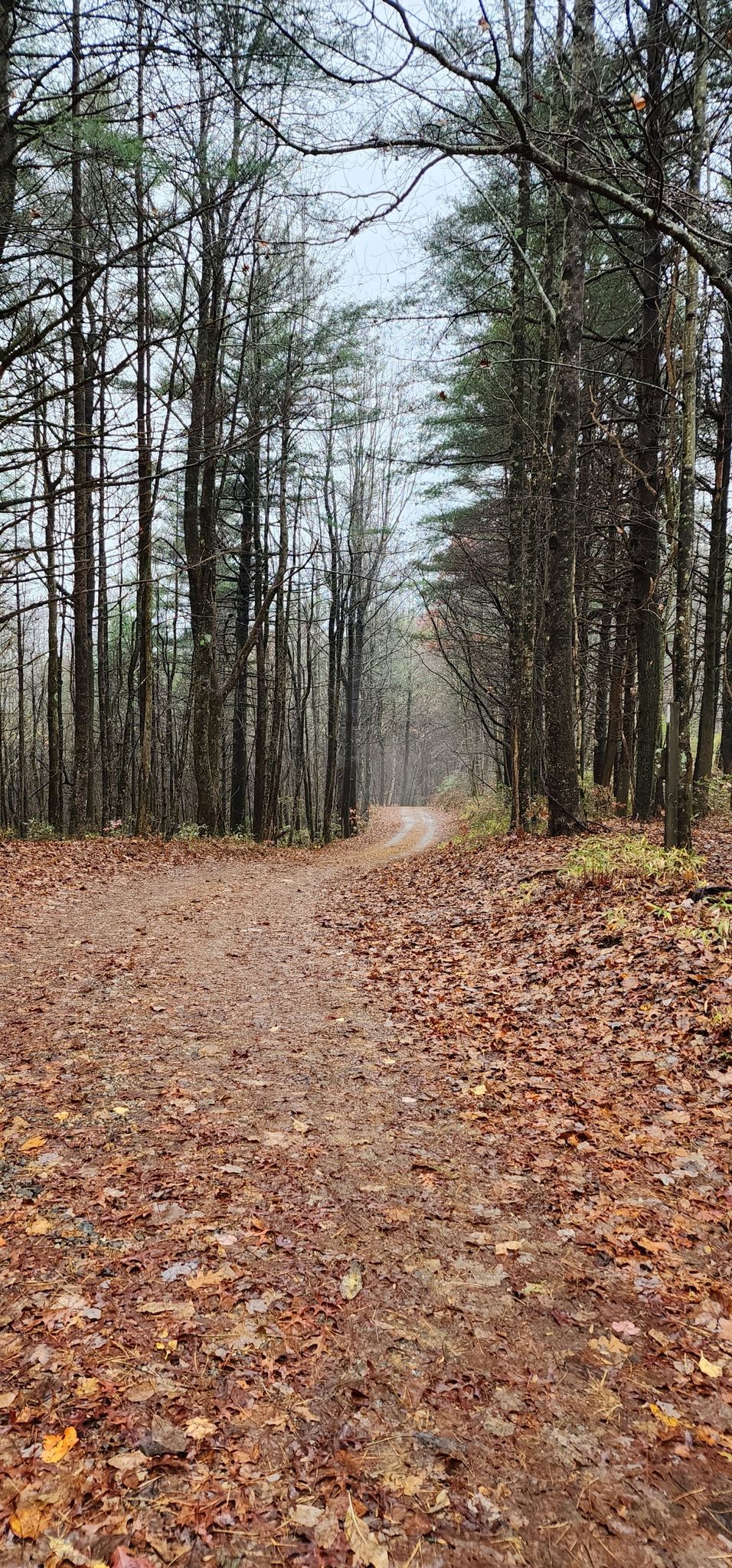 A leaf-covered path leads into a dense, tall forest under an overcast sky. - Appalachian Trail and Long Creek Falls Loop