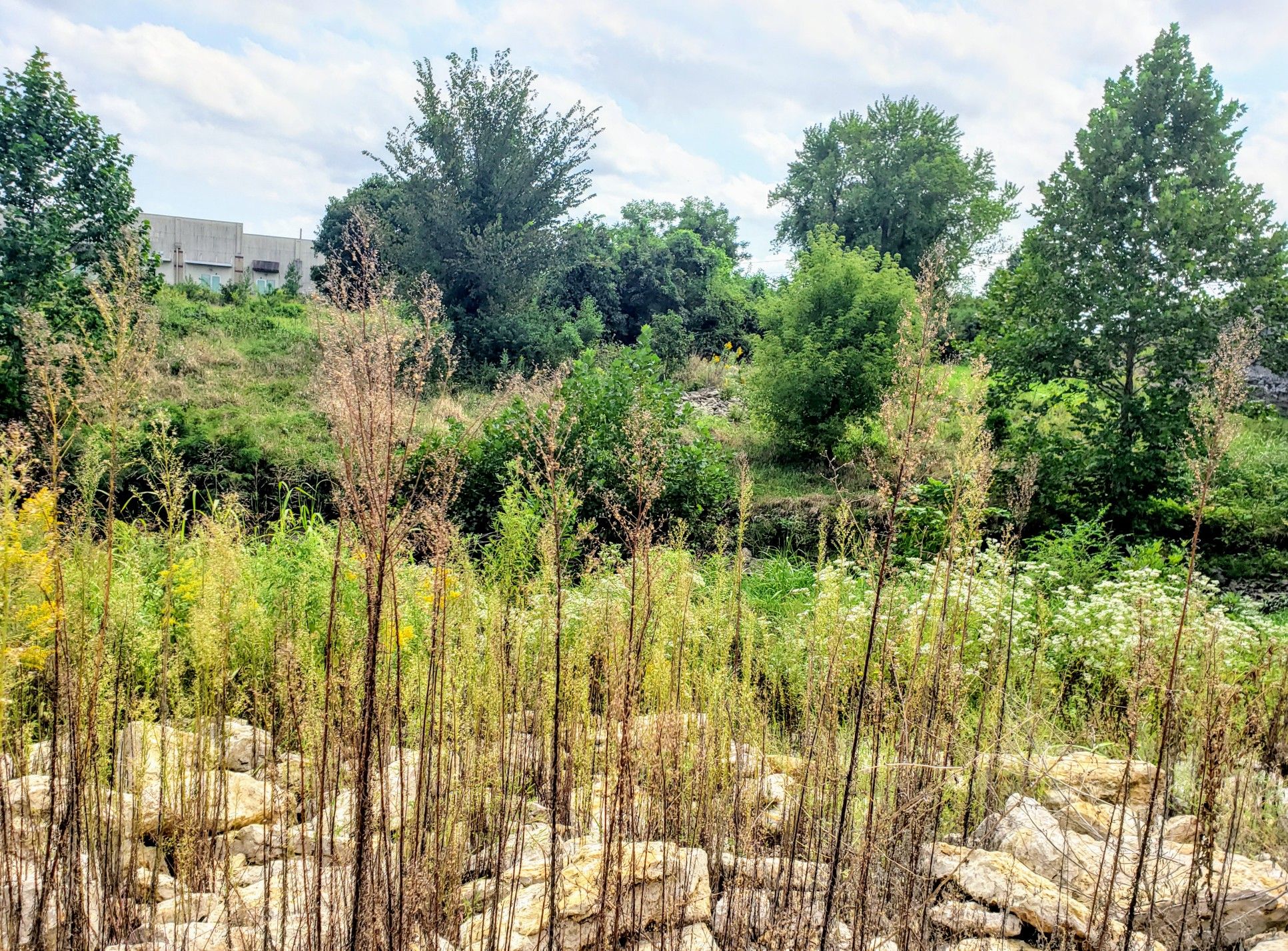 Tall dry grasses and rocks in an overgrown landscape with distant buildings. - Little Blue Trace Trail – Little Blue Trail Park loop from Country Meadows South