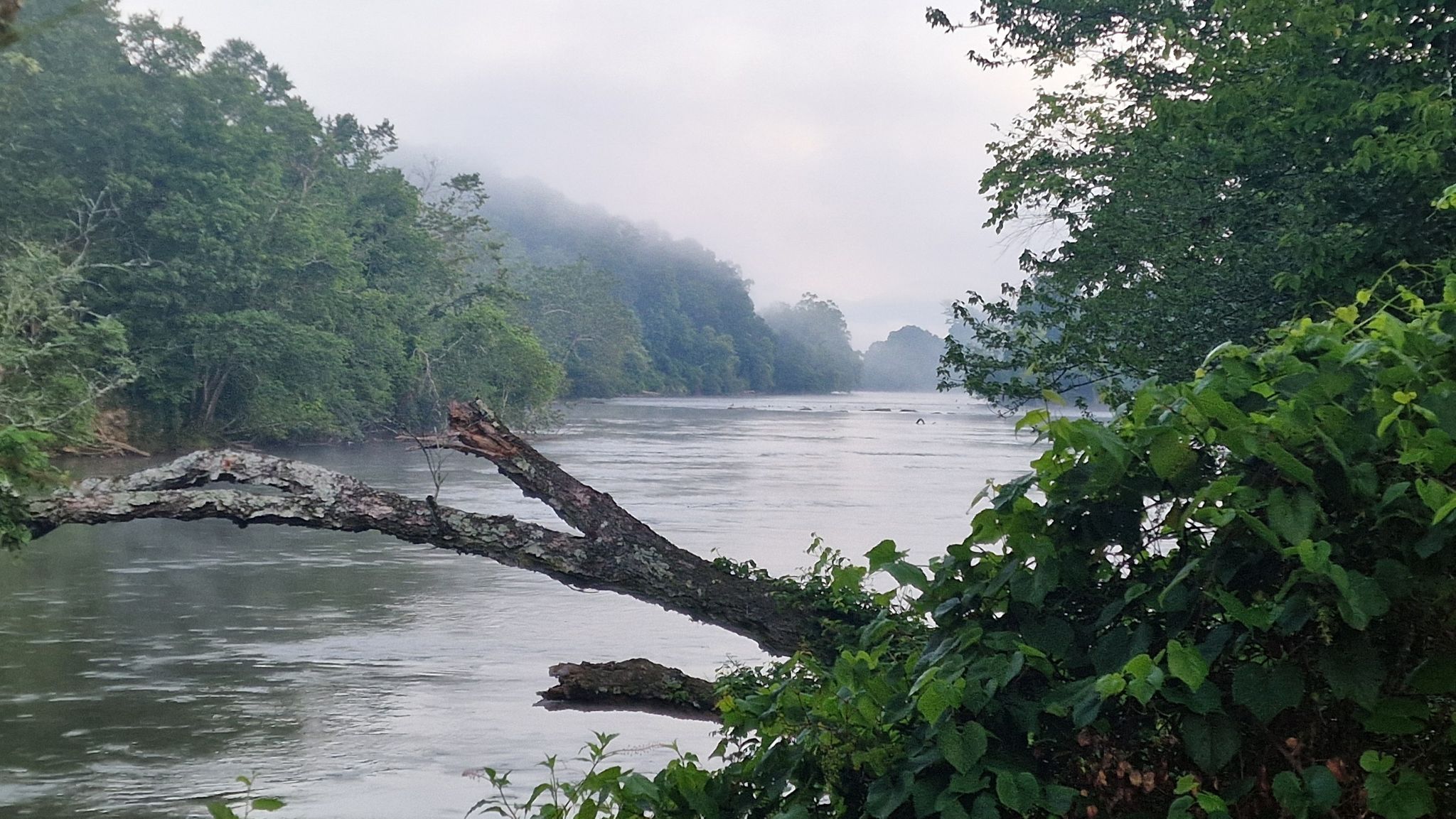 Wide river flowing through a dense, misty forest with distant mountains. - French Broad River – Biltmore Gardens loop from Village Hotel on Biltmore Estate