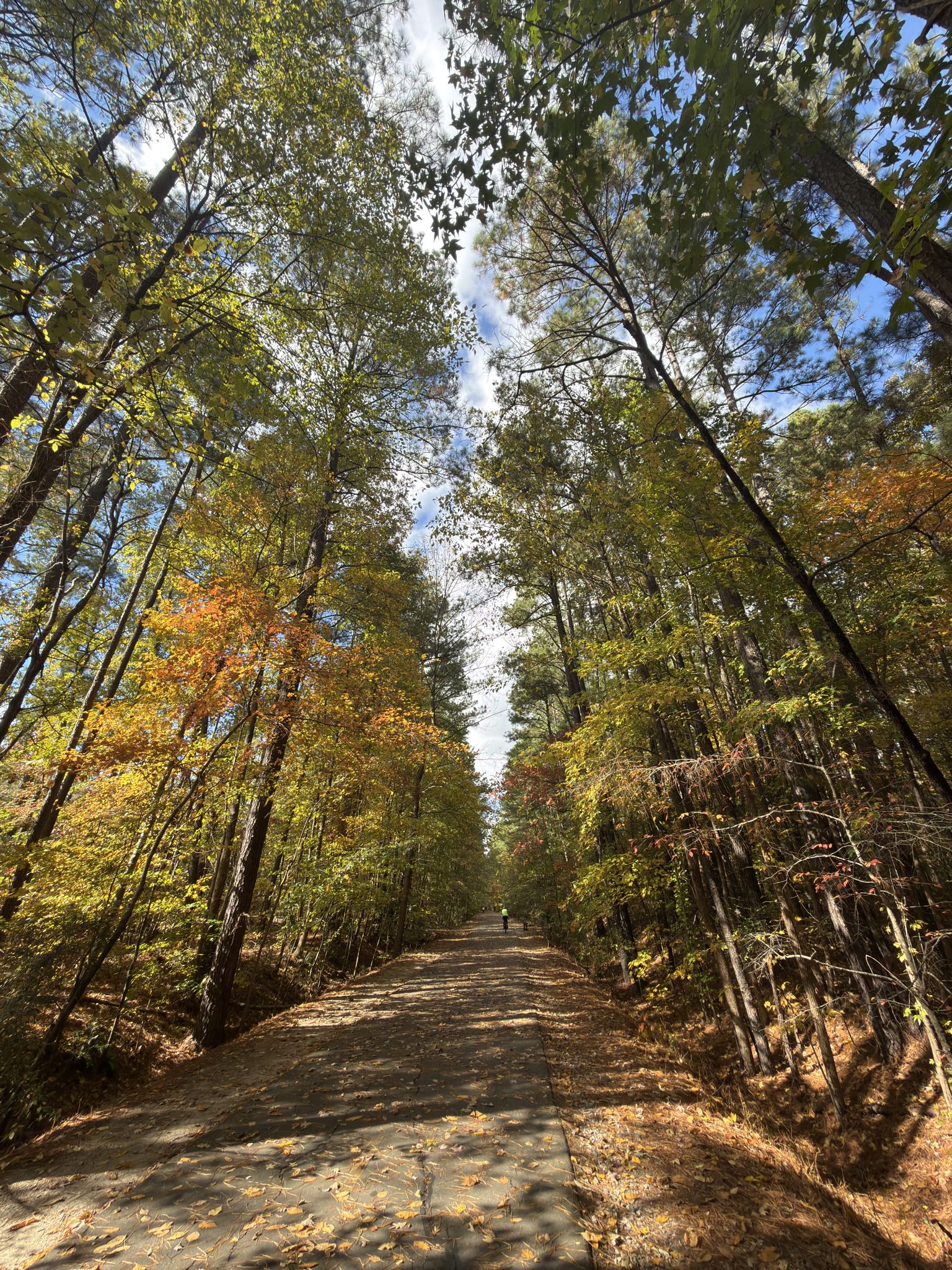 Wide dirt path through a tall forest with autumn leaves, person in distance. - Jordan Lake loop