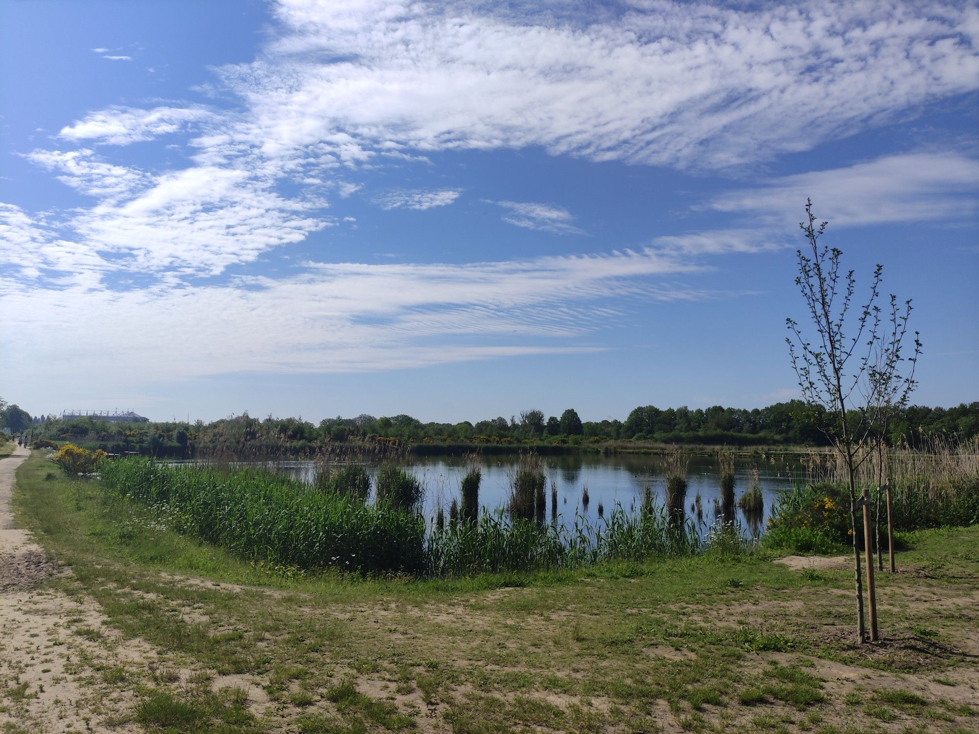 Het derde en laatste basin met riet, dat zorgt voor de biologische reiniging van het effluent van de RIZA