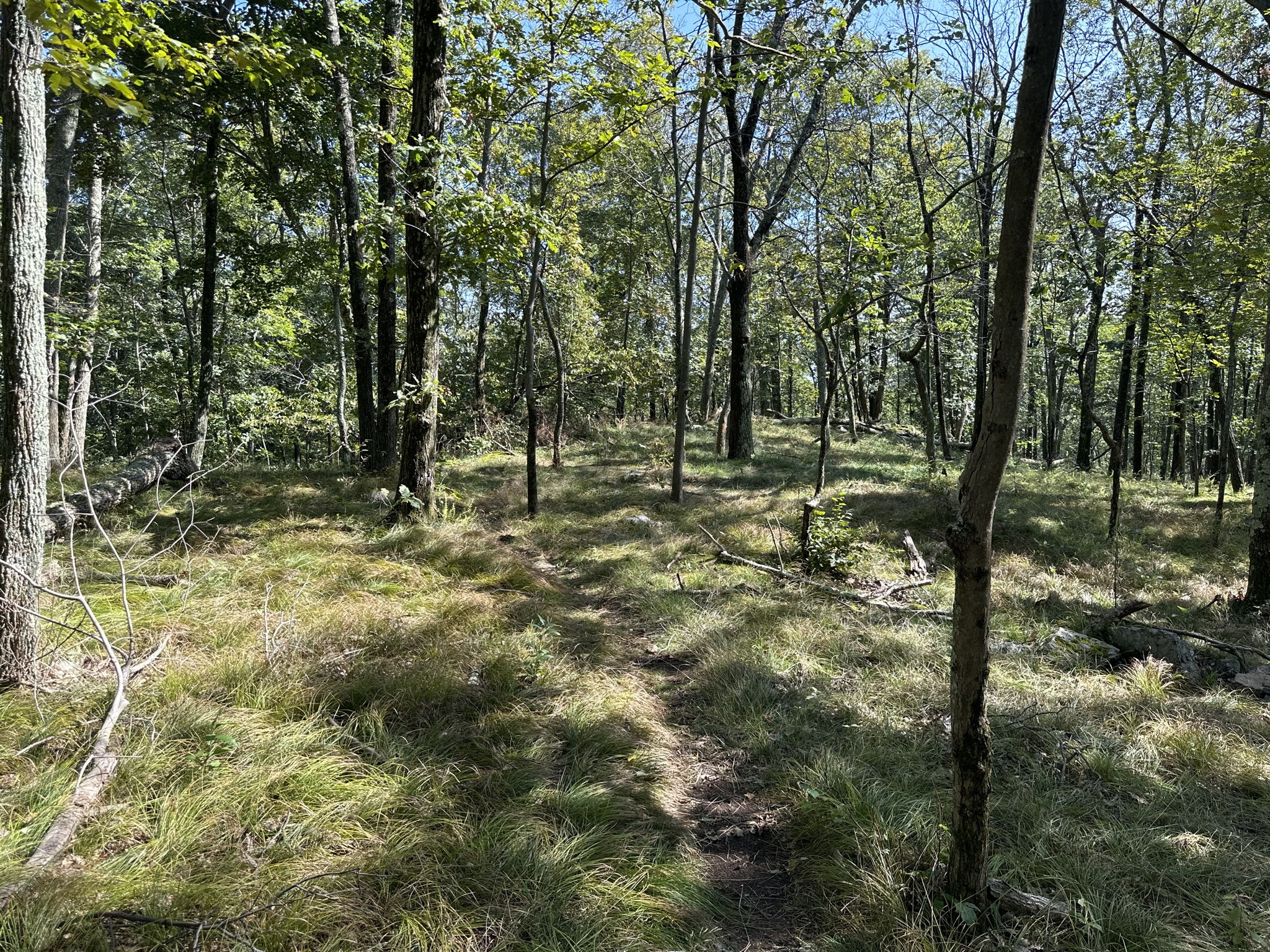 A narrow dirt path winds through a sun-dappled forest with tall trees and grass. - Green Blaze and Yellow Blaze Loop