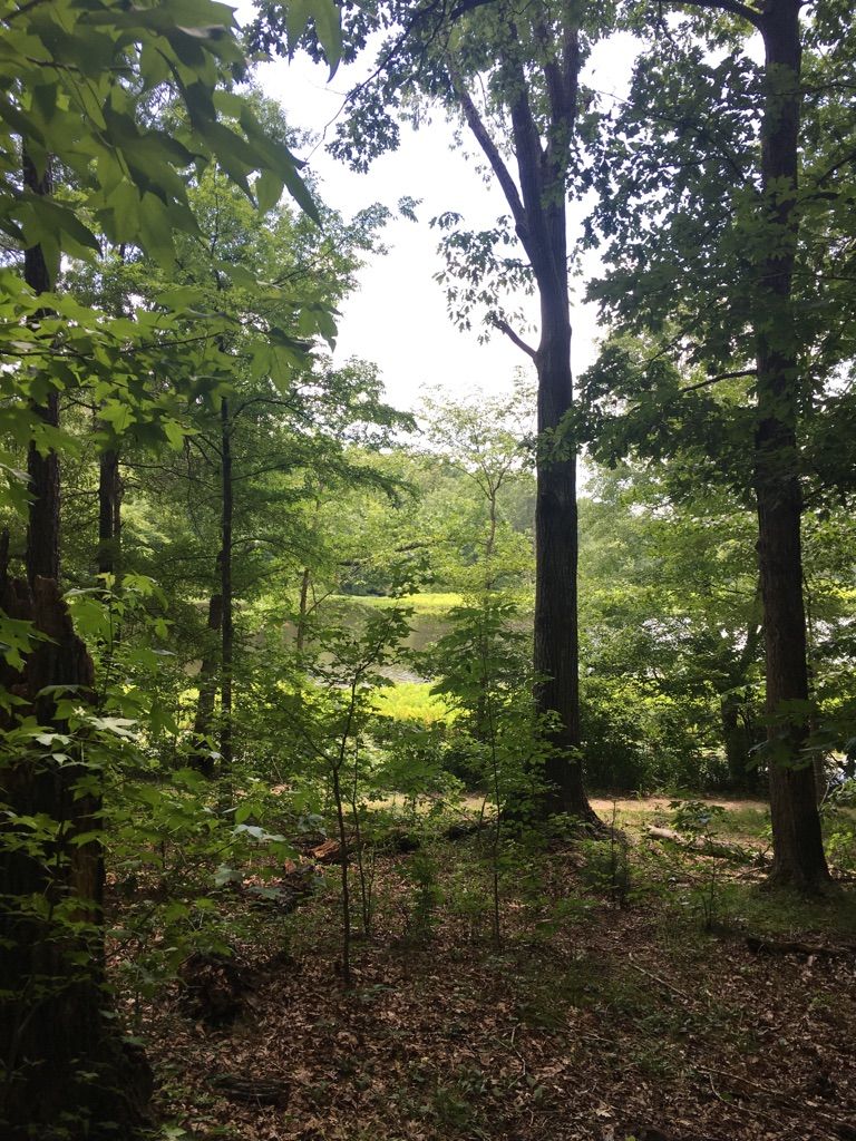 Dense green forest with a bright lake visible through the trees. - Beaver Lake Trail