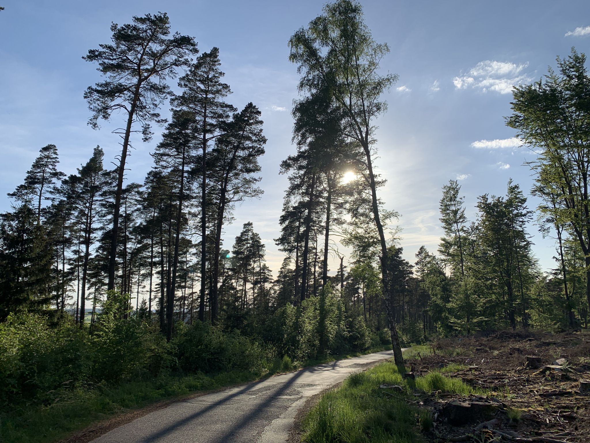 Der schöne Wald um die Burg