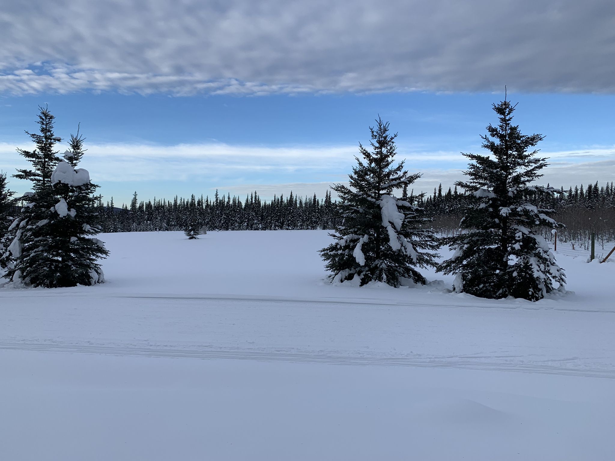Three snow-covered evergreen trees stand in a bright, wide snowy field. - Skarland Summer 6-Mile Loop