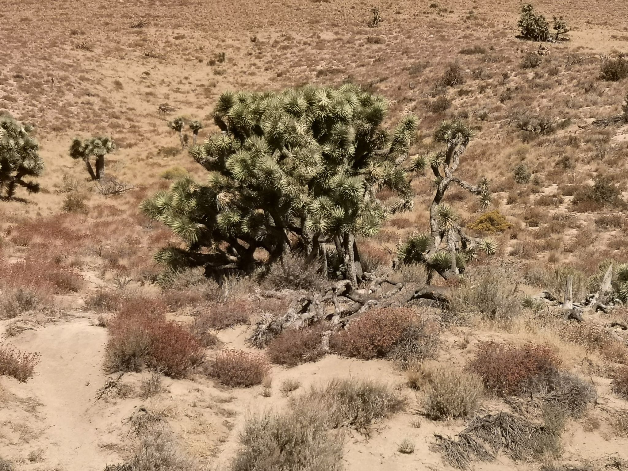 A large Joshua tree stands amidst sparse desert brush on a sunny day. - Walker Pass West Climb via Isabella Walker Pass Road