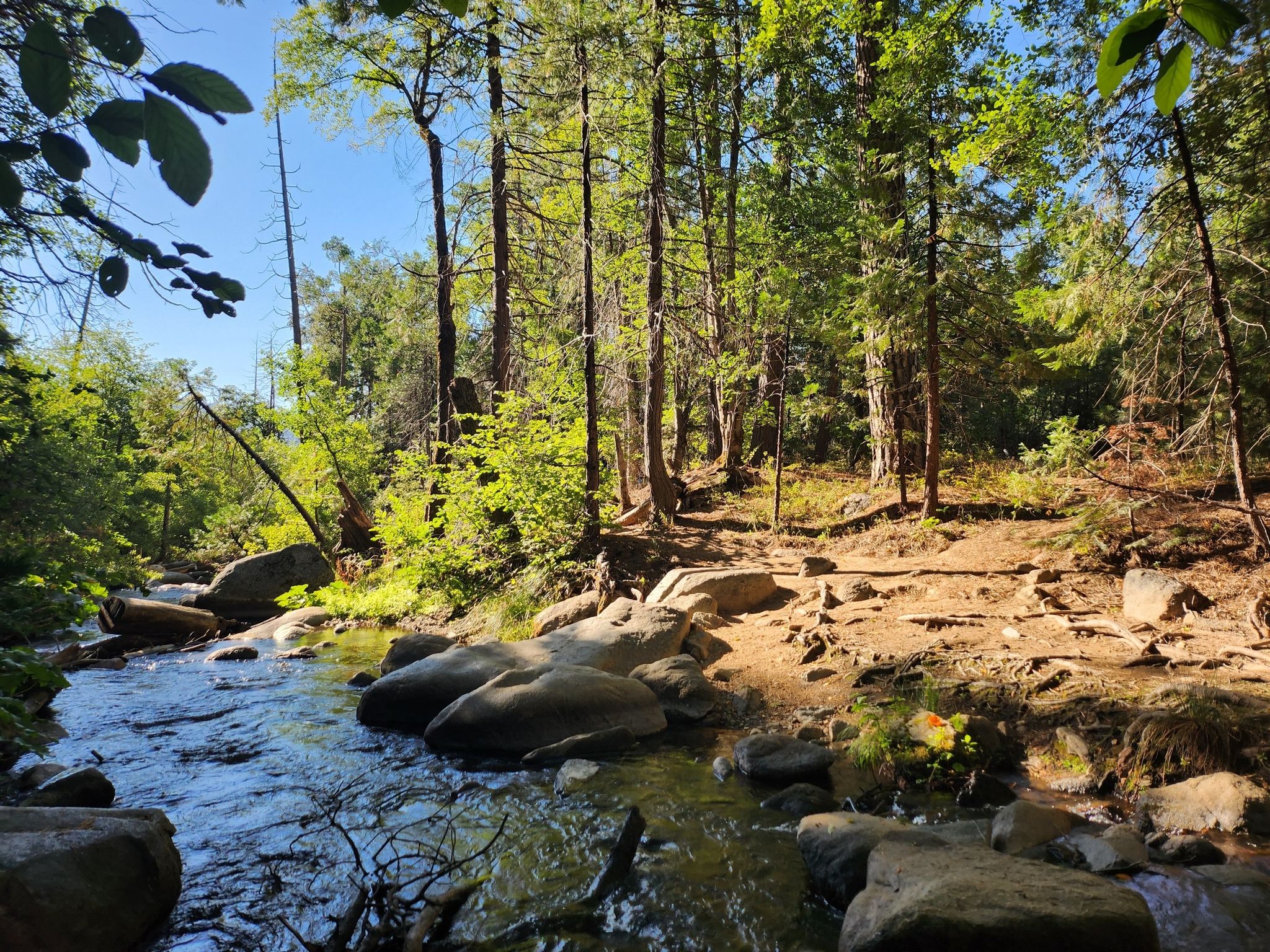 A clear stream flows over rocks through a sunlit, dense green forest. - Lewis Creek National Recreation Trail