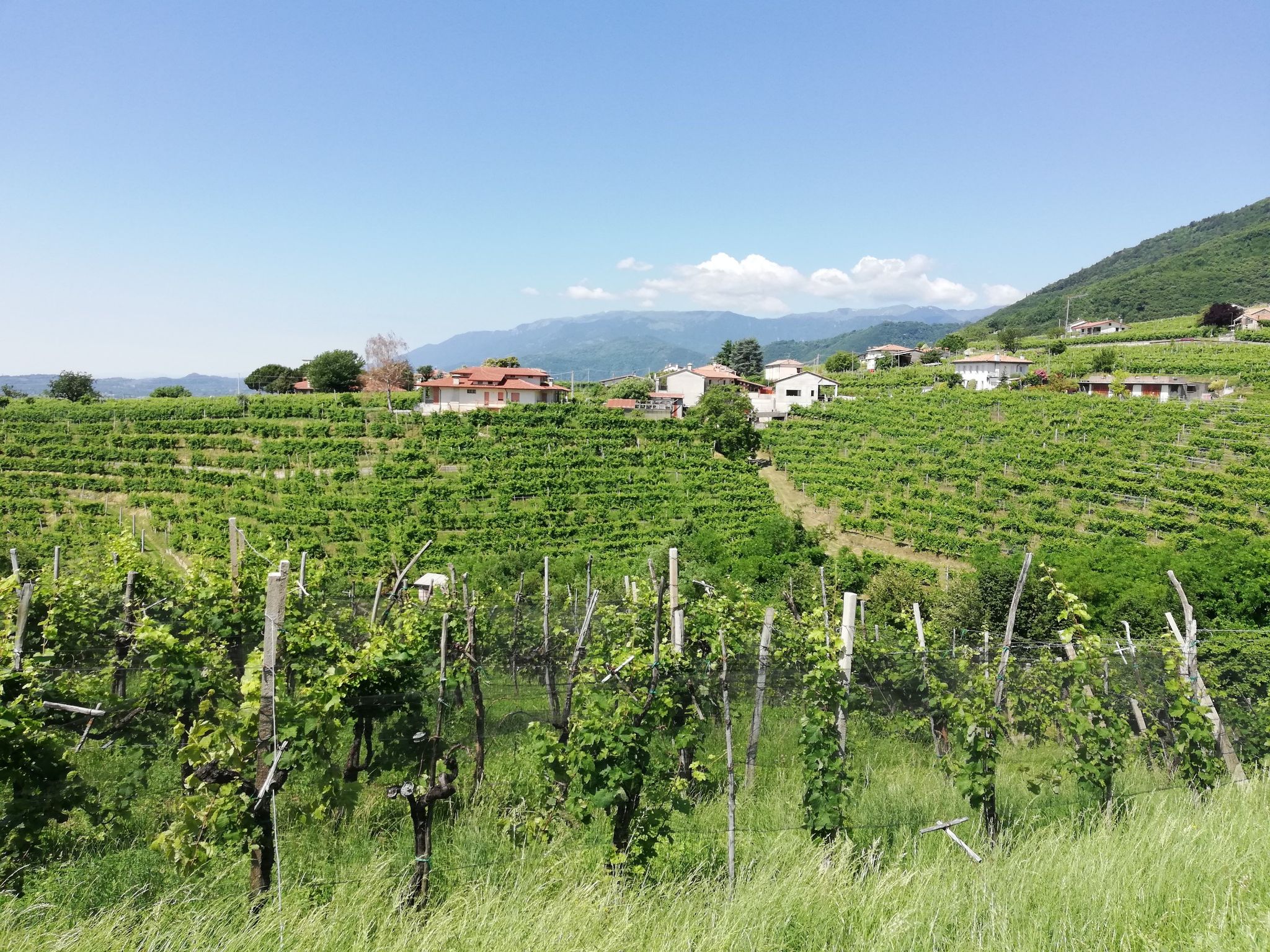 Weinbau soweit das Auge reicht