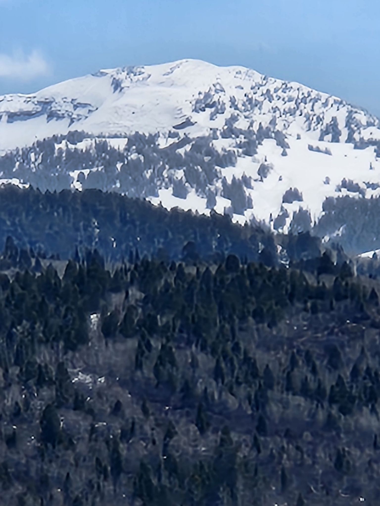 A snow-covered mountain peak rises above dark green forested slopes. - Victor-Driggs Rail Trail