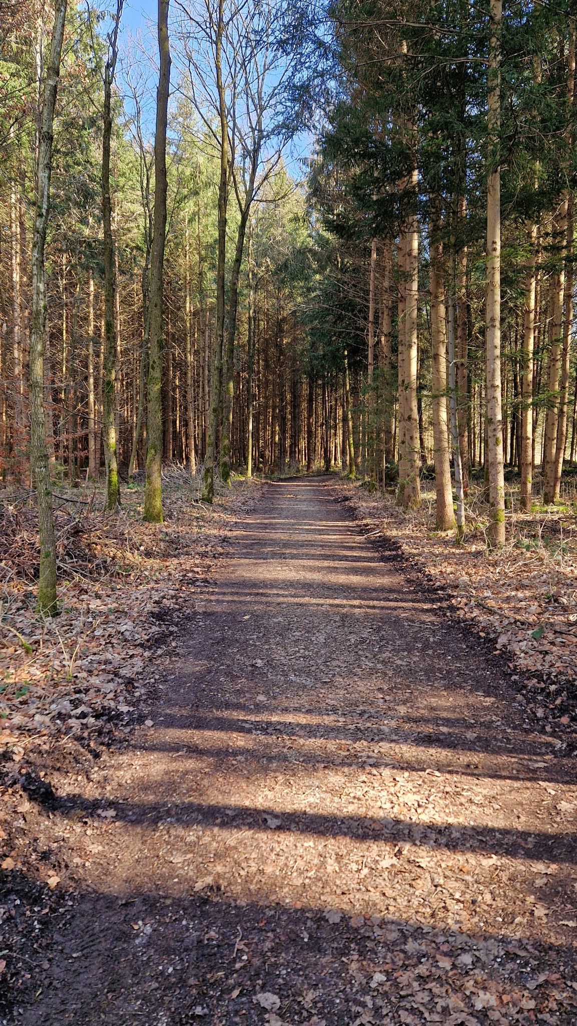 Waldstück bei Eglfing