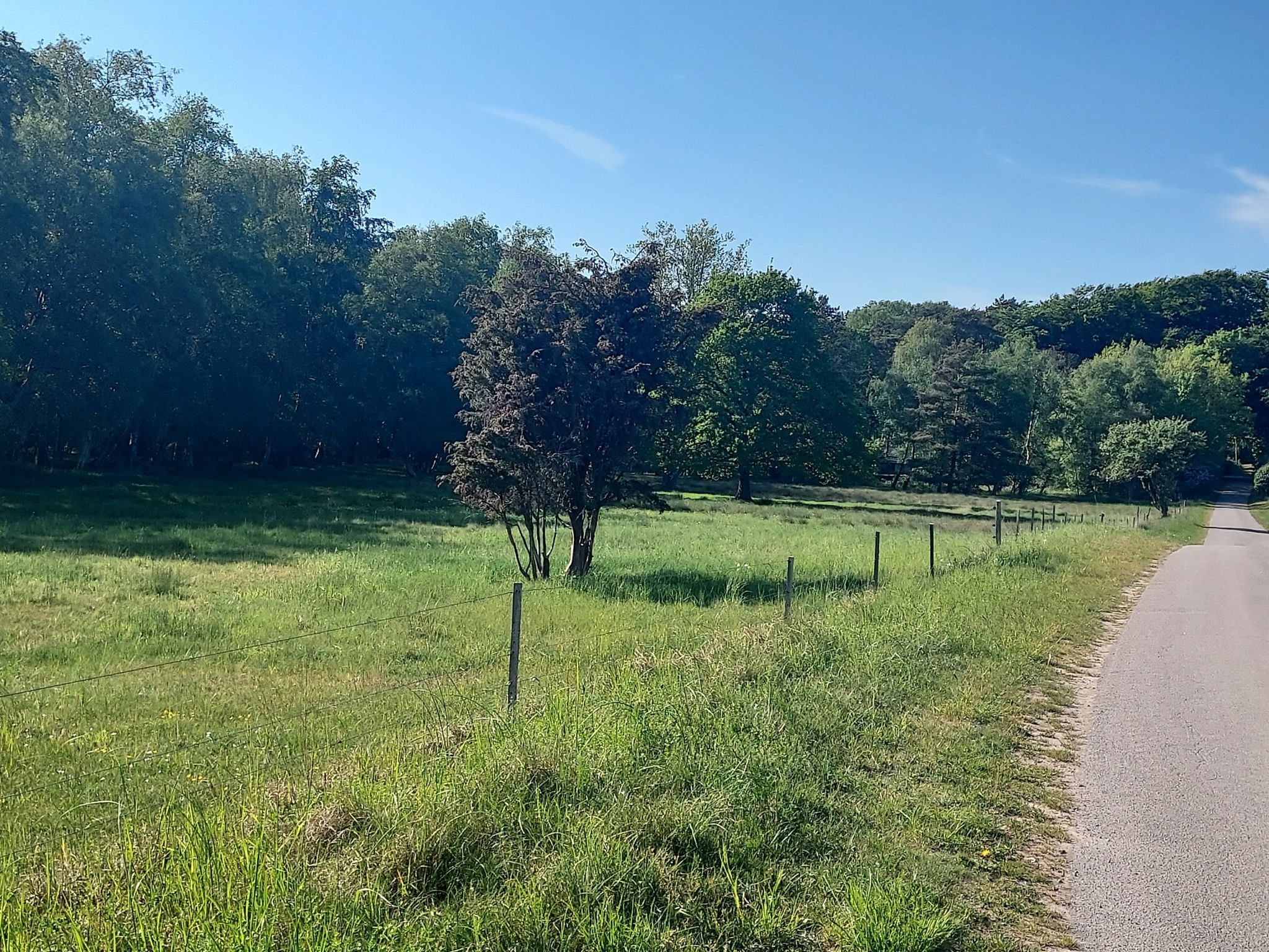 Im südlichen Teil der Insel gibt es auch etwas Wald
