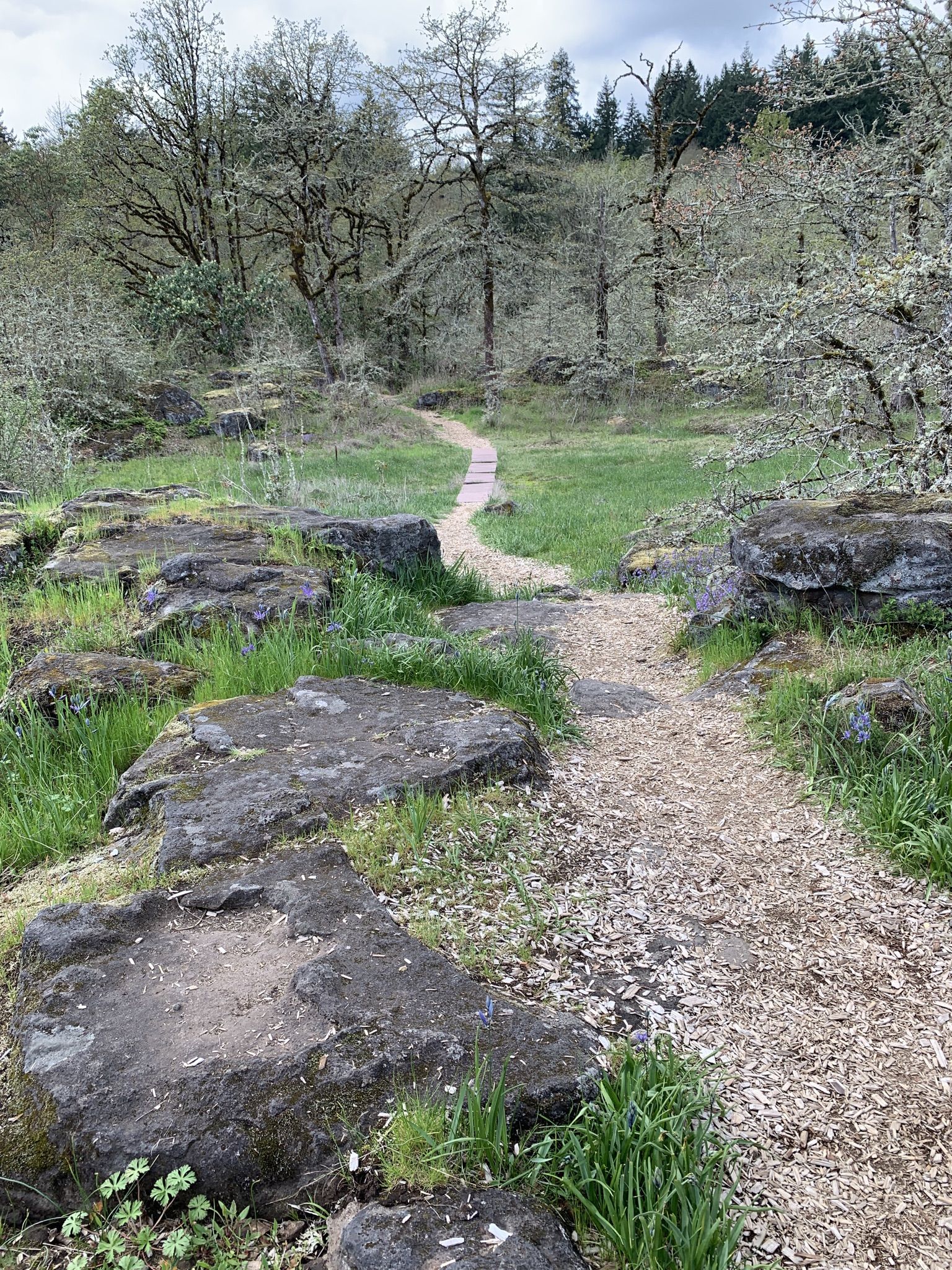 Wood chip path through a rocky, grassy landscape with many bare trees. - Camassia Trail