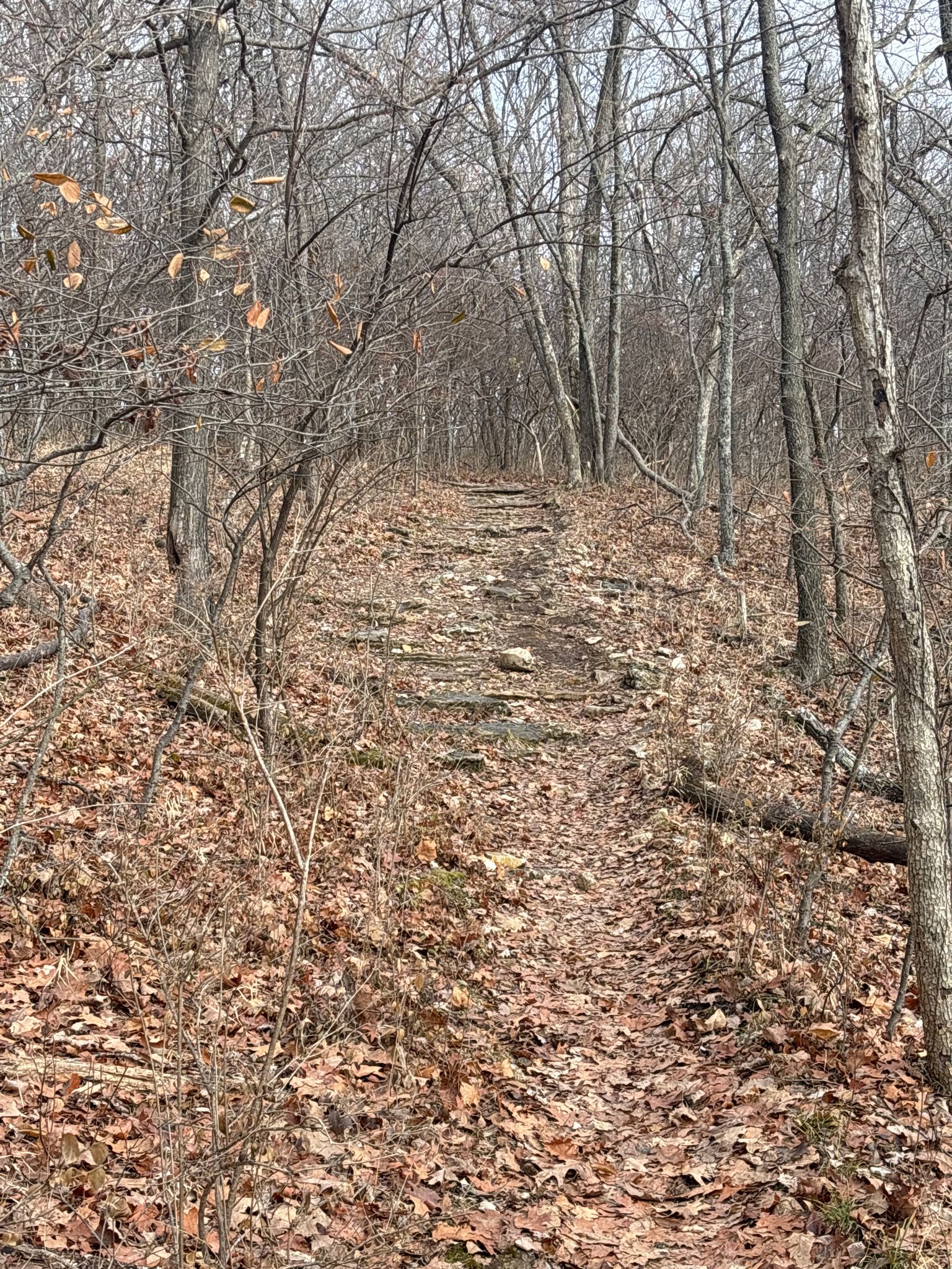 Uphill dirt path covered in autumn leaves through a bare forest. - Eagle Valley and DeClue Trail Loop