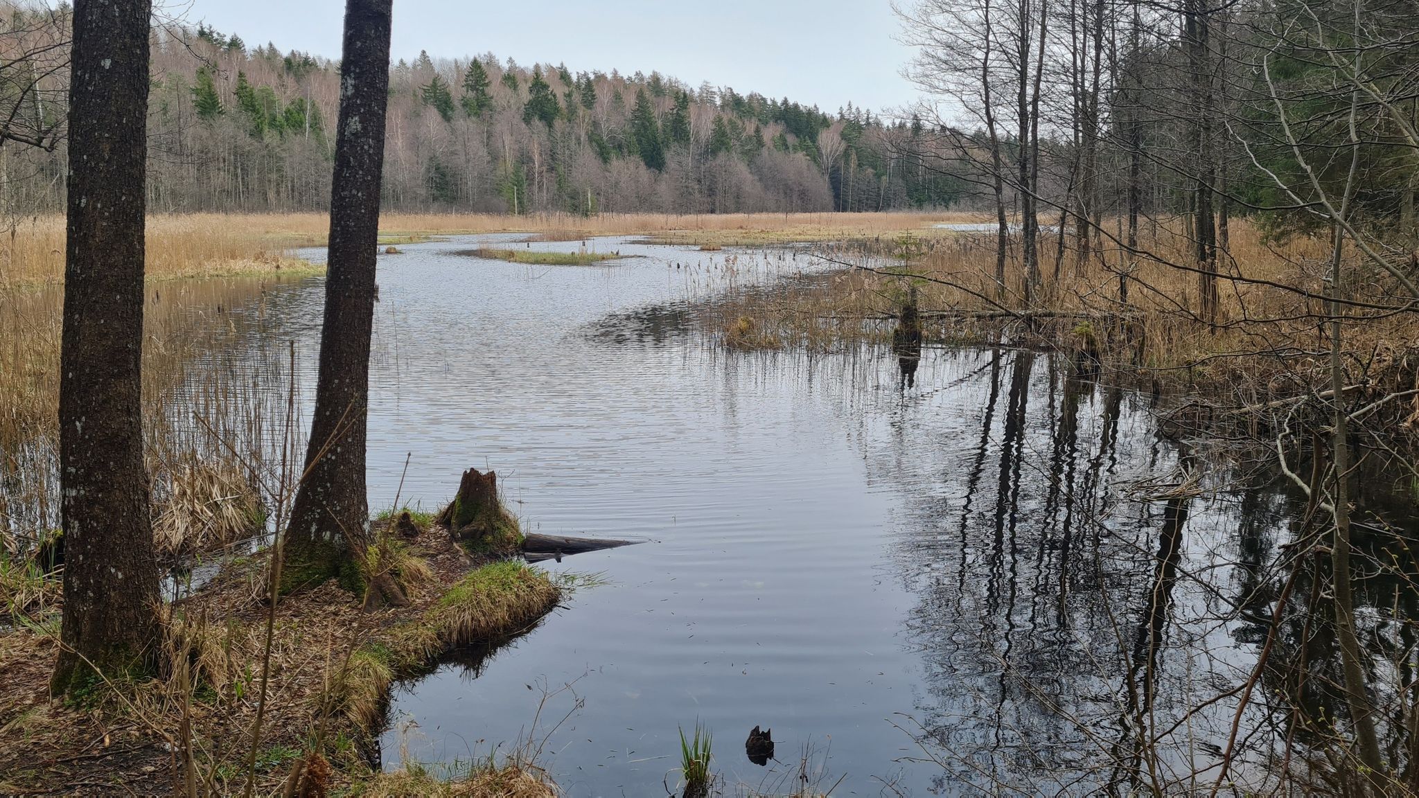 Kurtuvos lake
