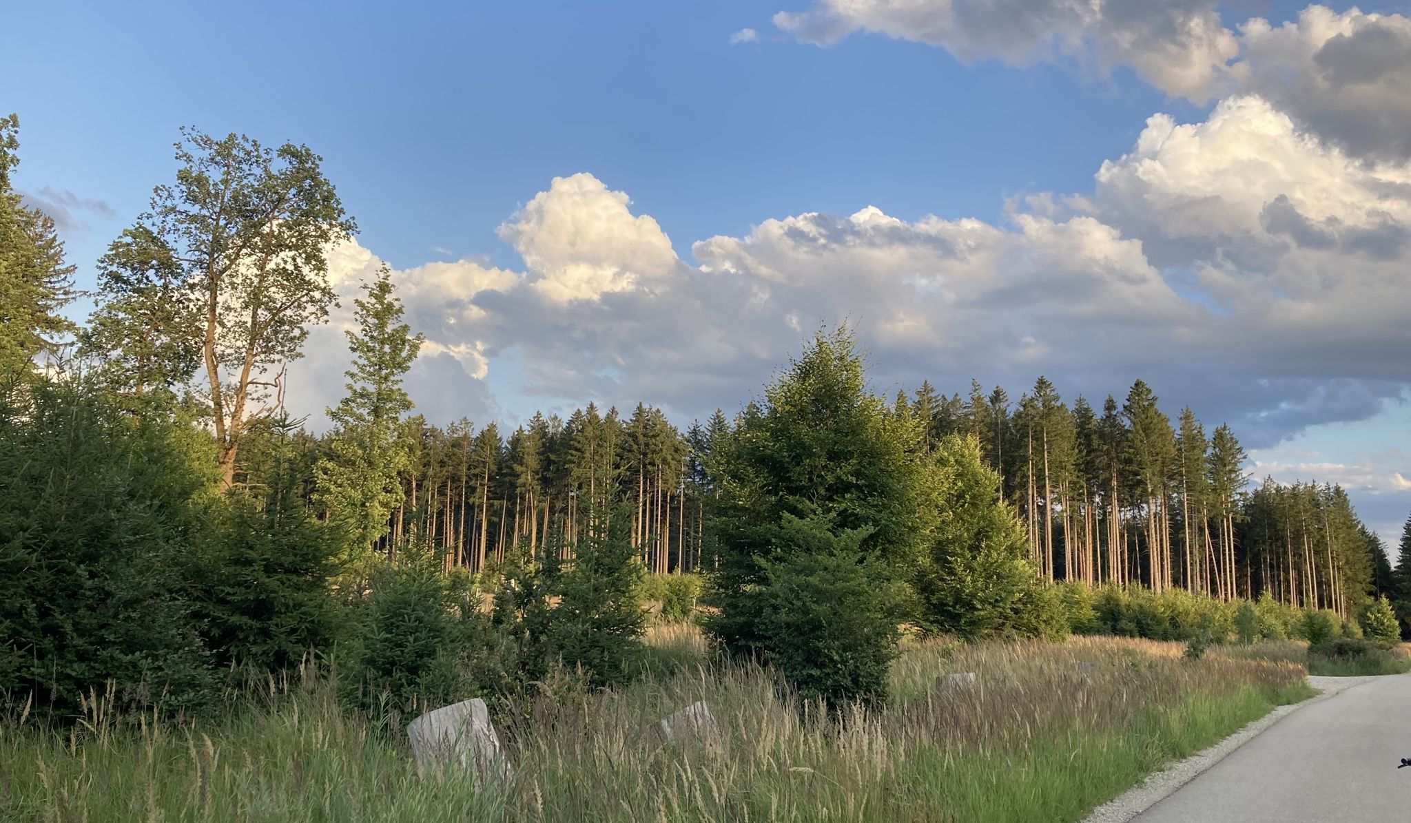 zurück durch den Forstenrieder Park – vllt. Wildschwein sehn ?