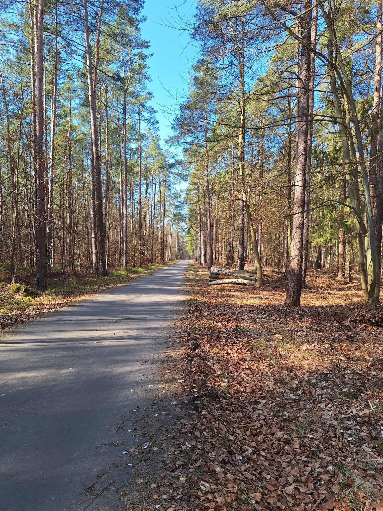Radweg durch den Wald