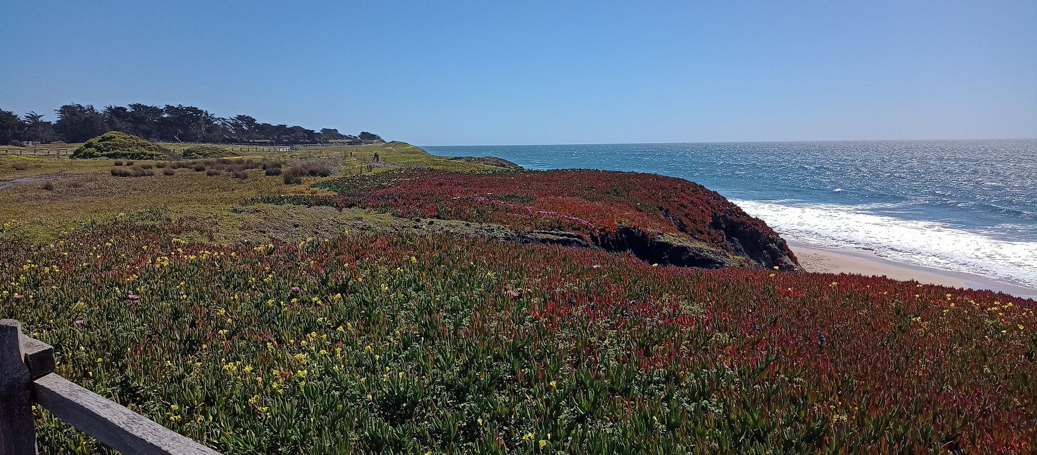 Sunny coastal cliff with vibrant wildflowers overlooking a blue ocean with waves. - Miramontes Point – Wavecrest Open Space Preserve loop from Johnston Ranch