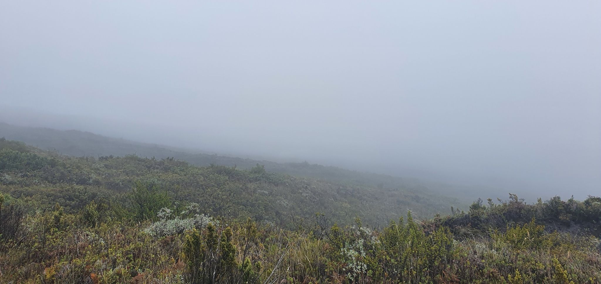 A misty, foggy landscape with low-lying green vegetation. - Supply Trail