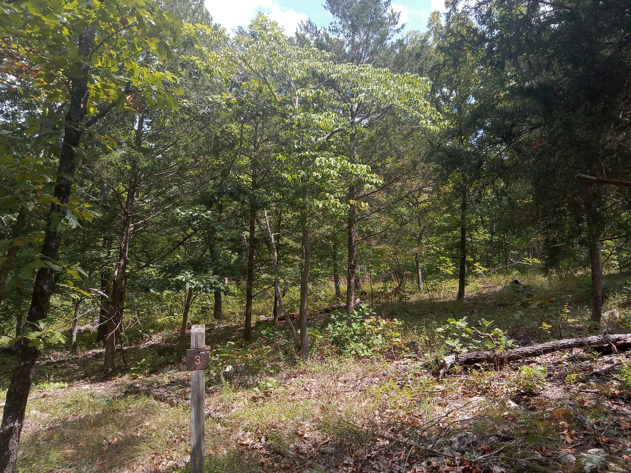 Sunlit forest path with a trail marker among green trees and undergrowth. - Coakley Hollow Trail Loop