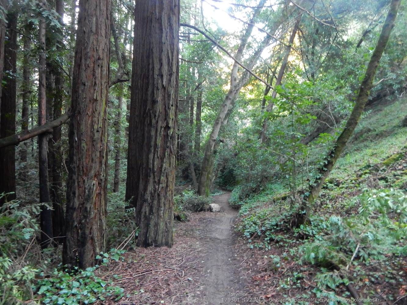 A dirt trail leads through a dense forest of tall, ancient trees. - Sequoia-Bayview Trail Loop