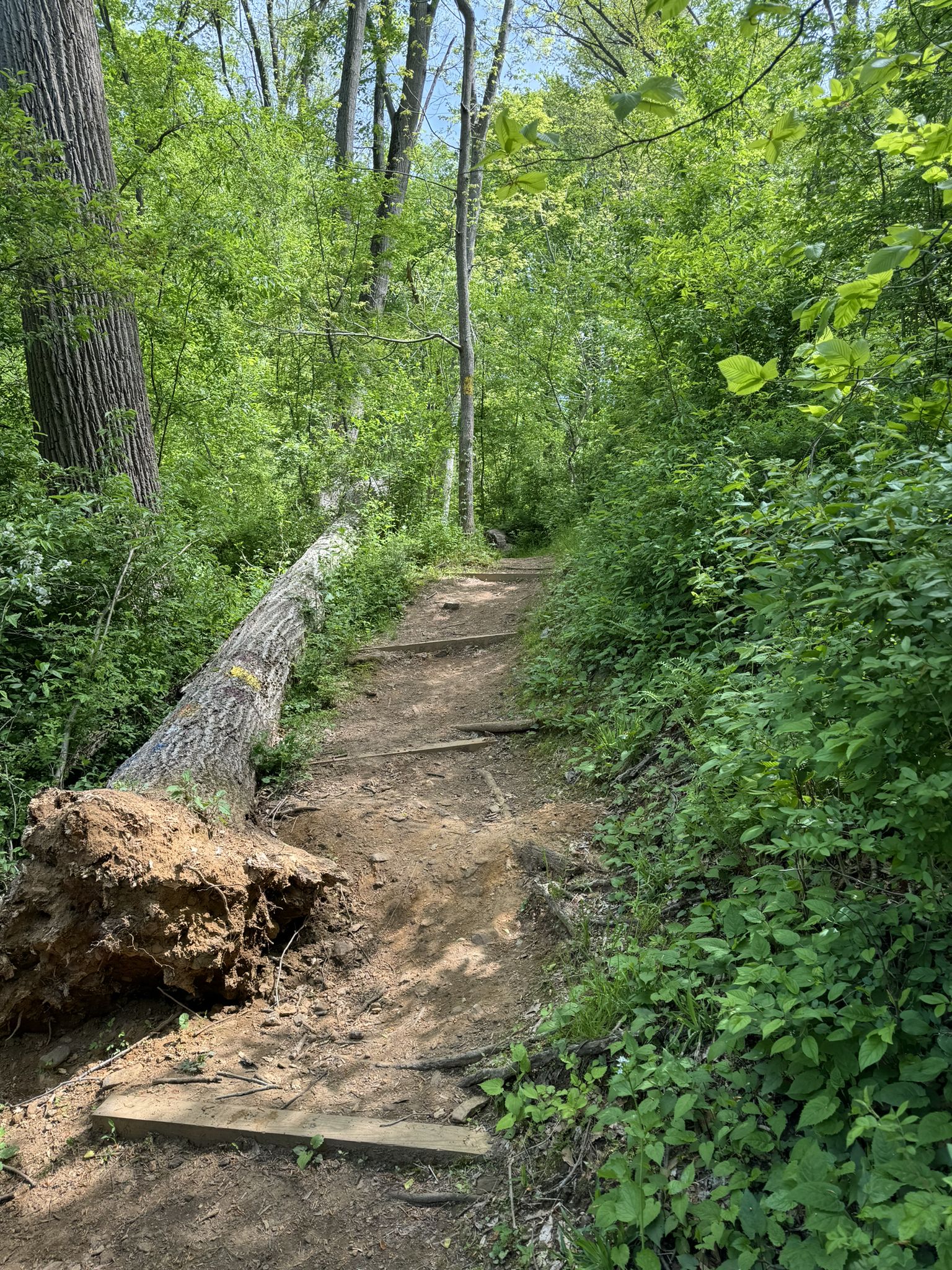 A dirt path with steps and a fallen tree in a bright, green forest. - Ridley Creek White, Yellow, and Blue Trail Loop