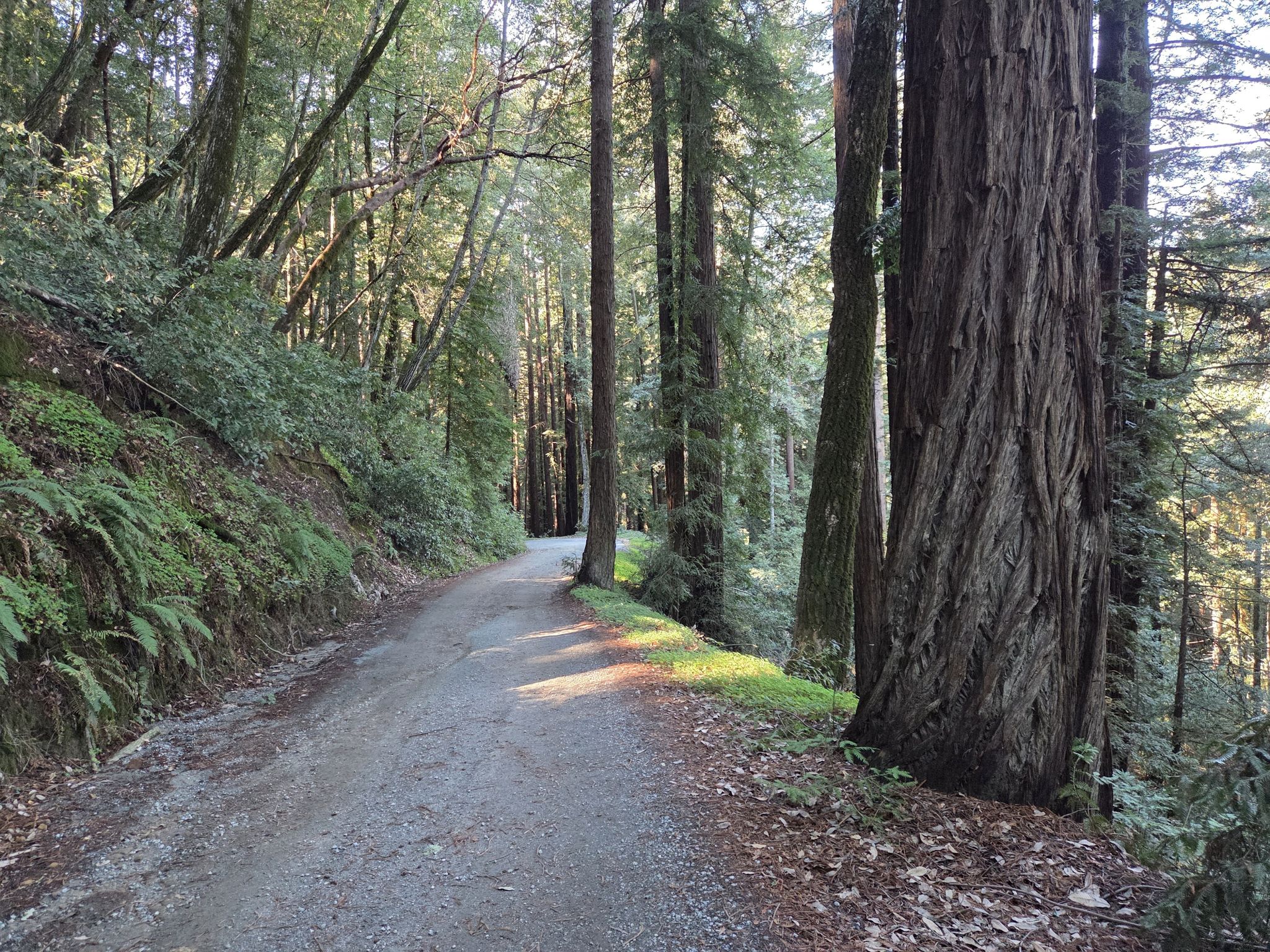 Sunlit dirt path winding through a dense forest with tall trees. - Mount Madonna County Park loop via Redwood Retreat Road