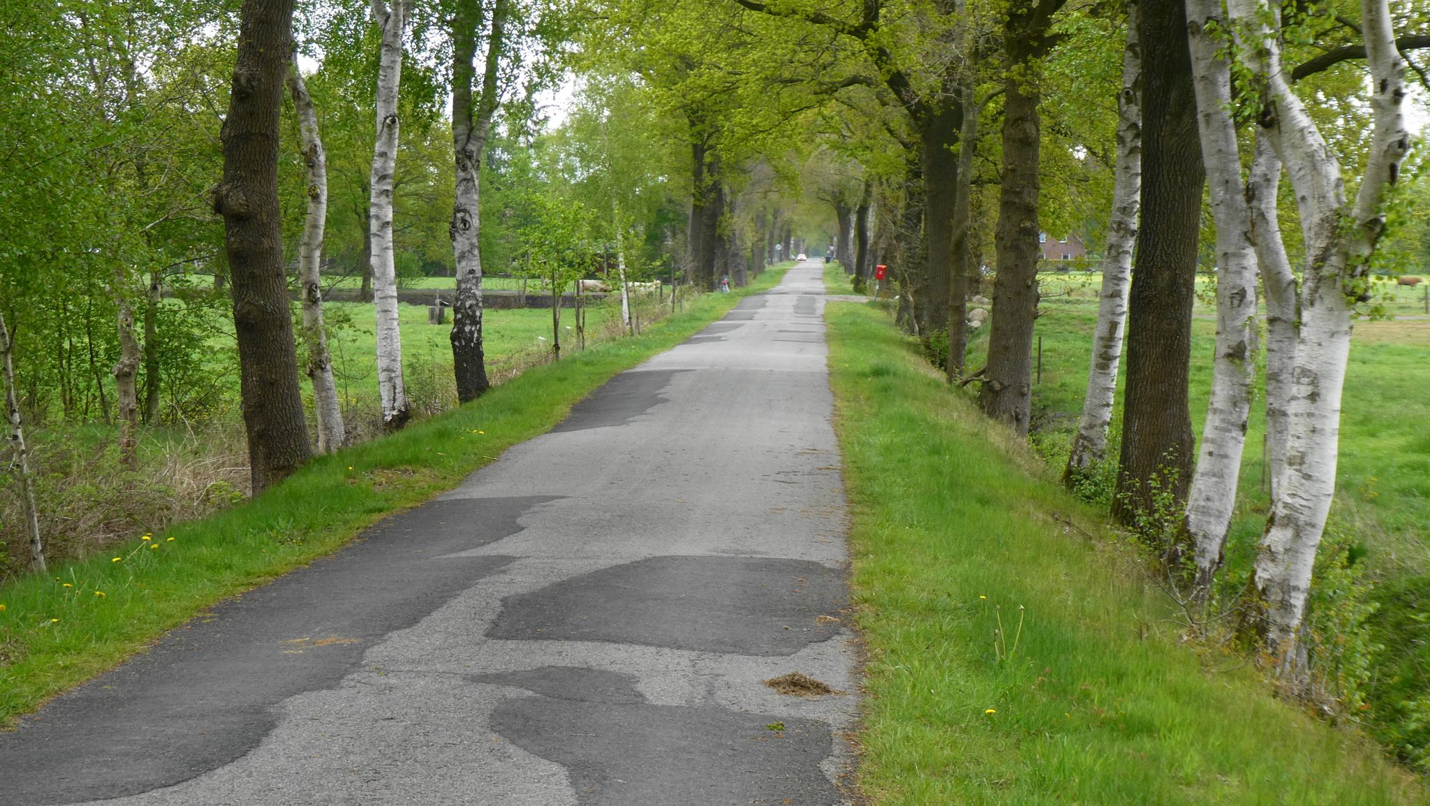 Königsdamm im Frankenmoor