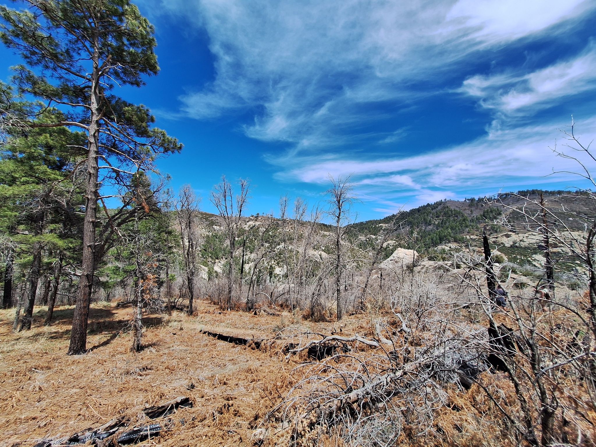Sunny forest landscape with green and burnt trees, dry ground, and distant hills. - Aspen Draw – Marshall Gulch Trailhead loop from Soldier Camp
