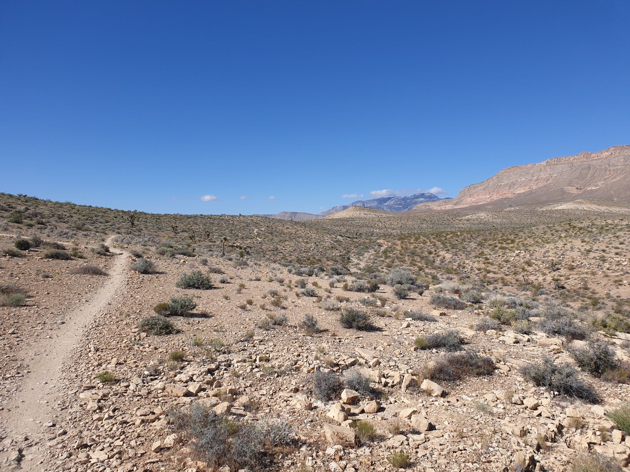 Desert trail winding through scrub brush and rocky terrain under a bright blue sky. - Perma Grin loop — Bears Best